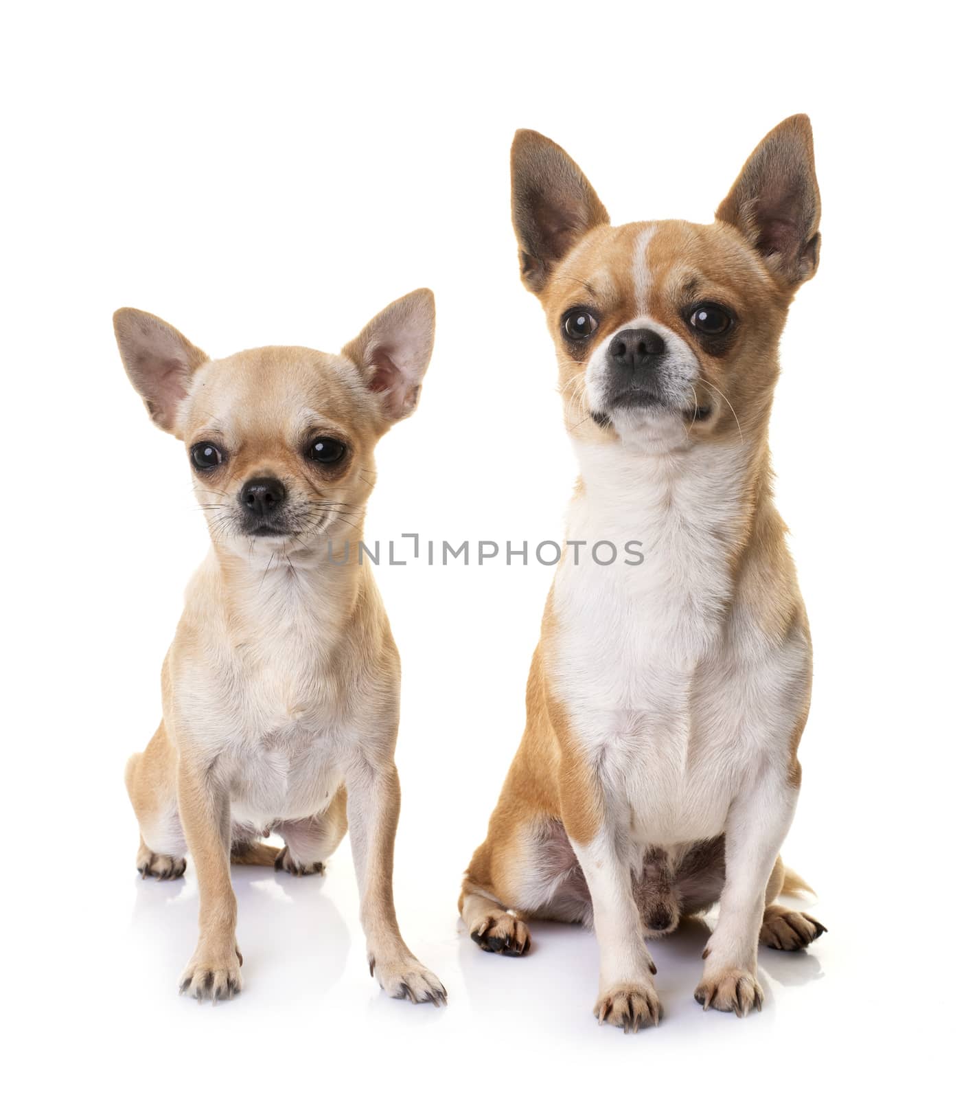 little chihuahuas in front of white background