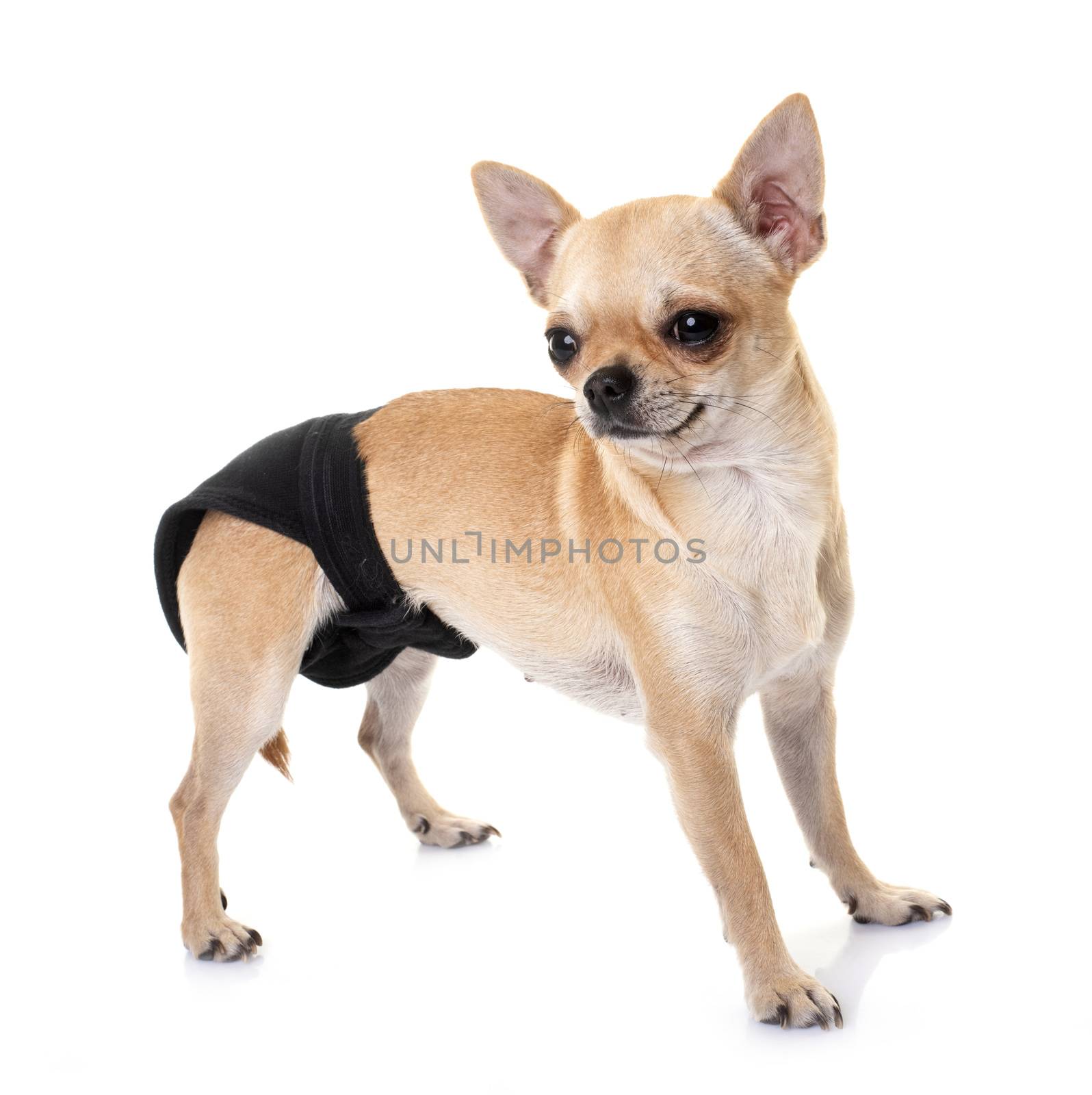 chihuahua with pants in studio by cynoclub