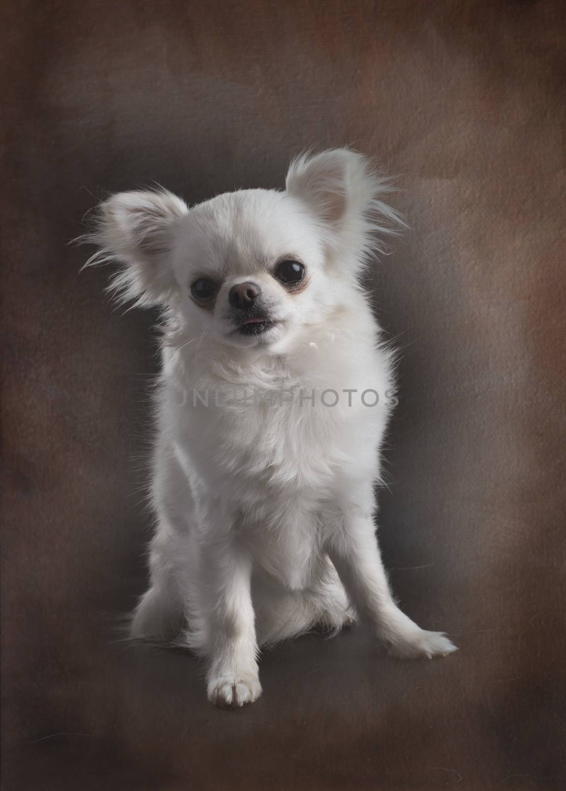 little chihuahua in front of brown background