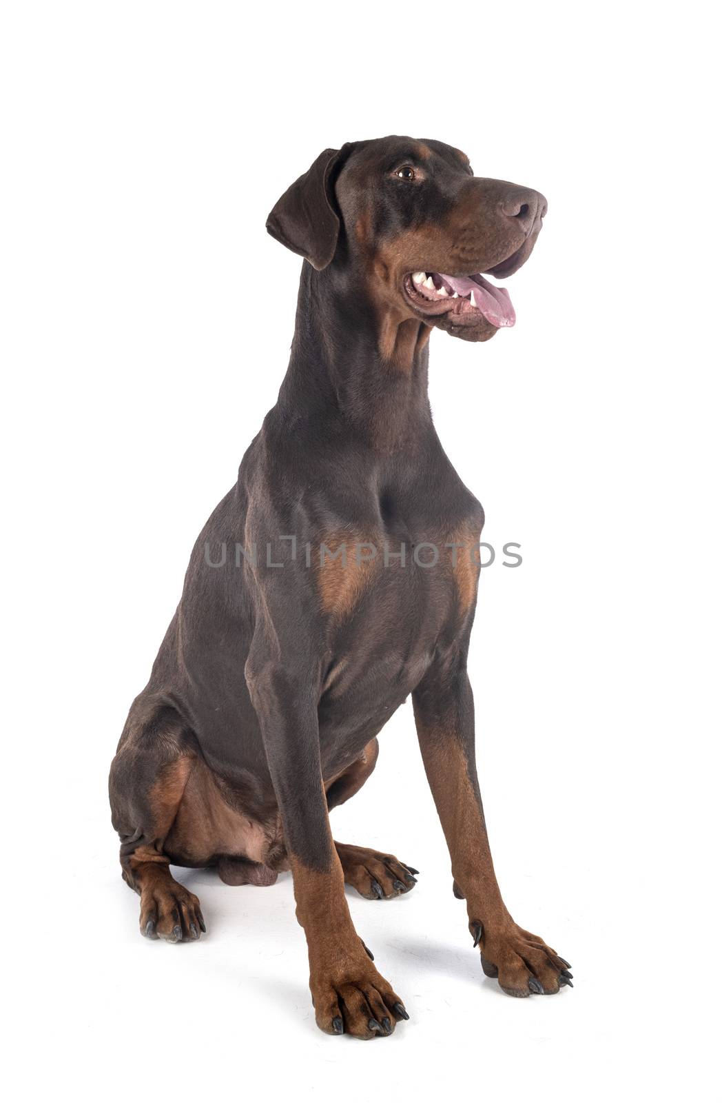 dobermann pinsher in front of white background