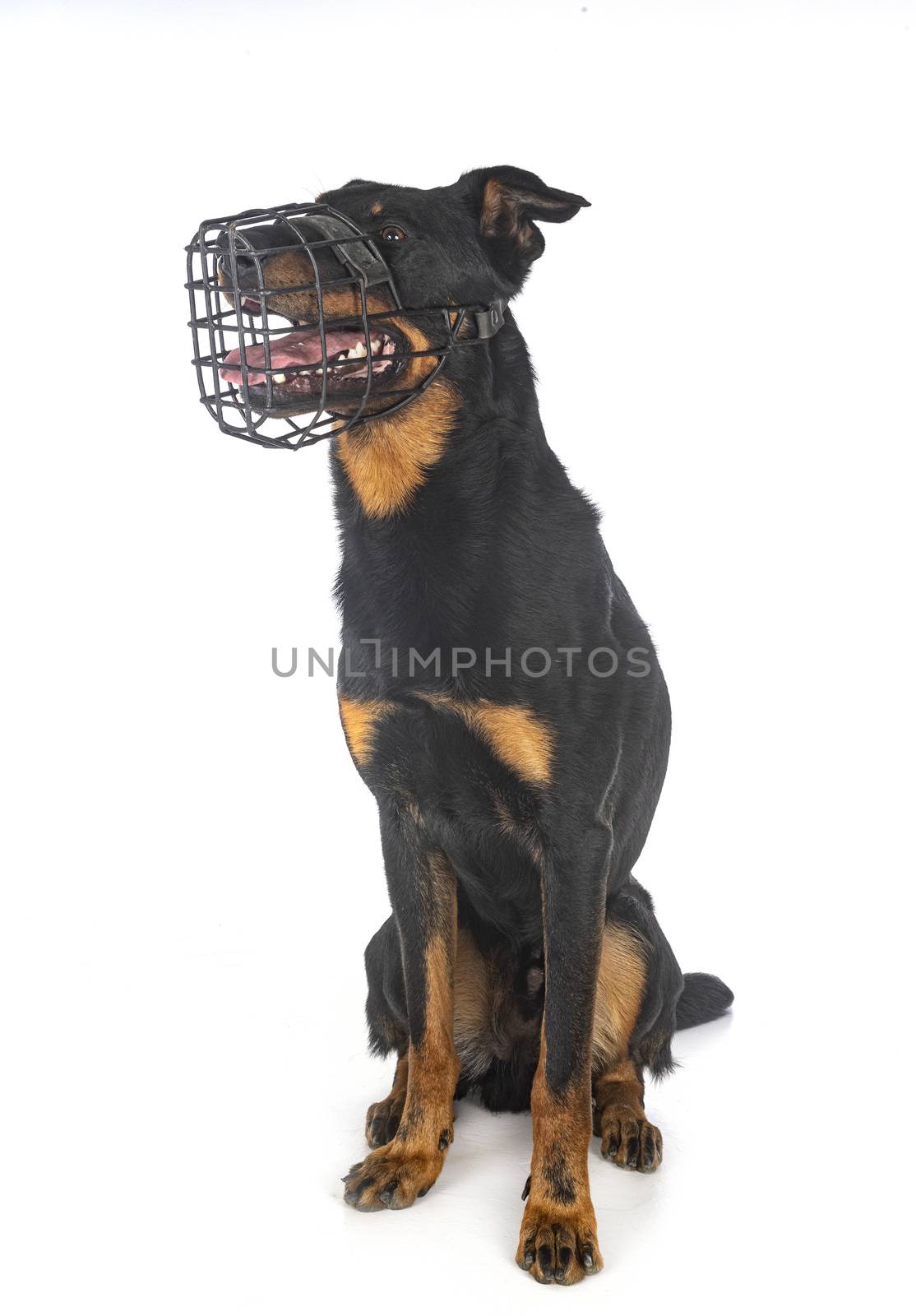 berger de Beauce and muzzle  in front of white background