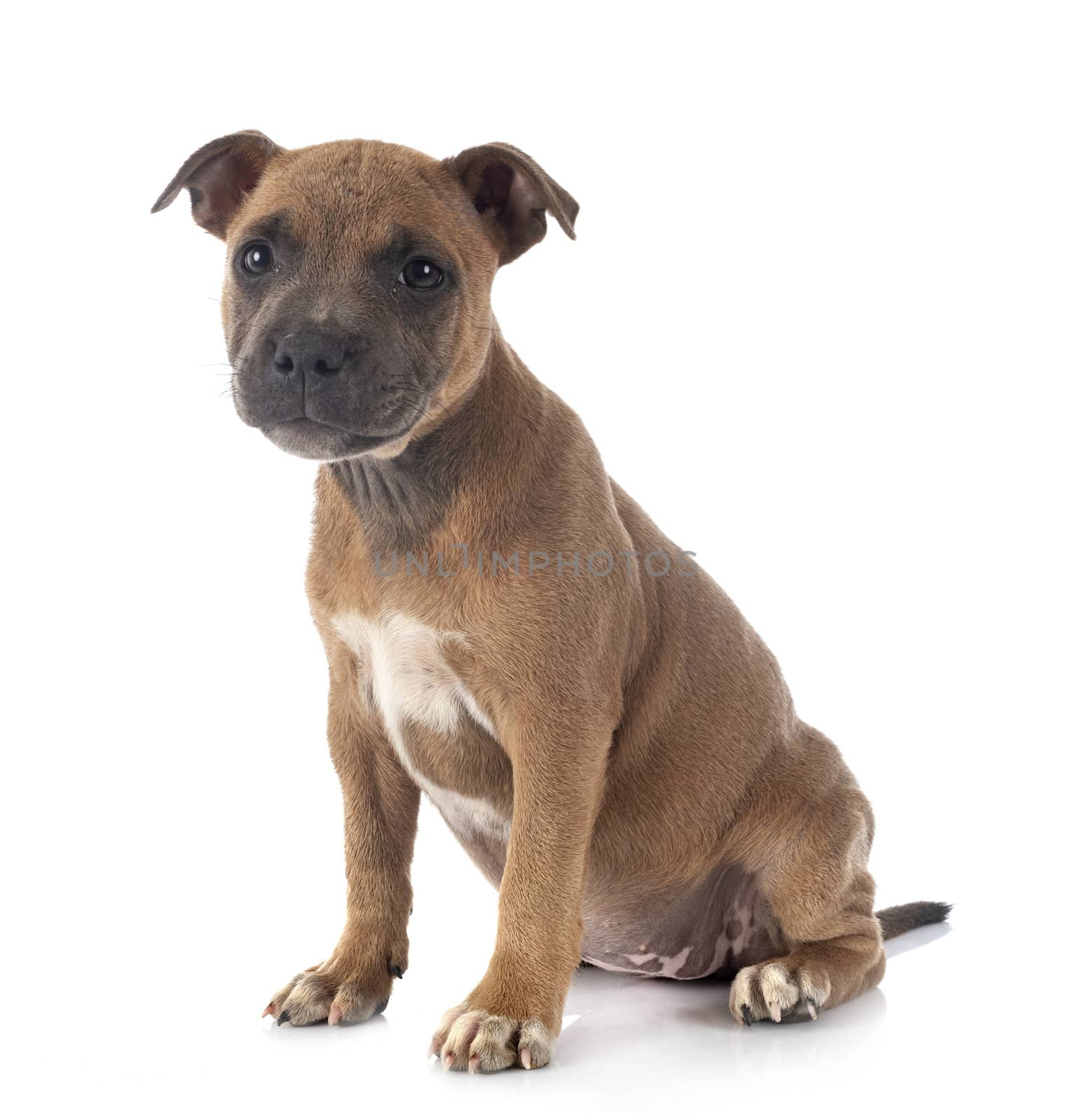 puppy staffordshire bull terrier by cynoclub