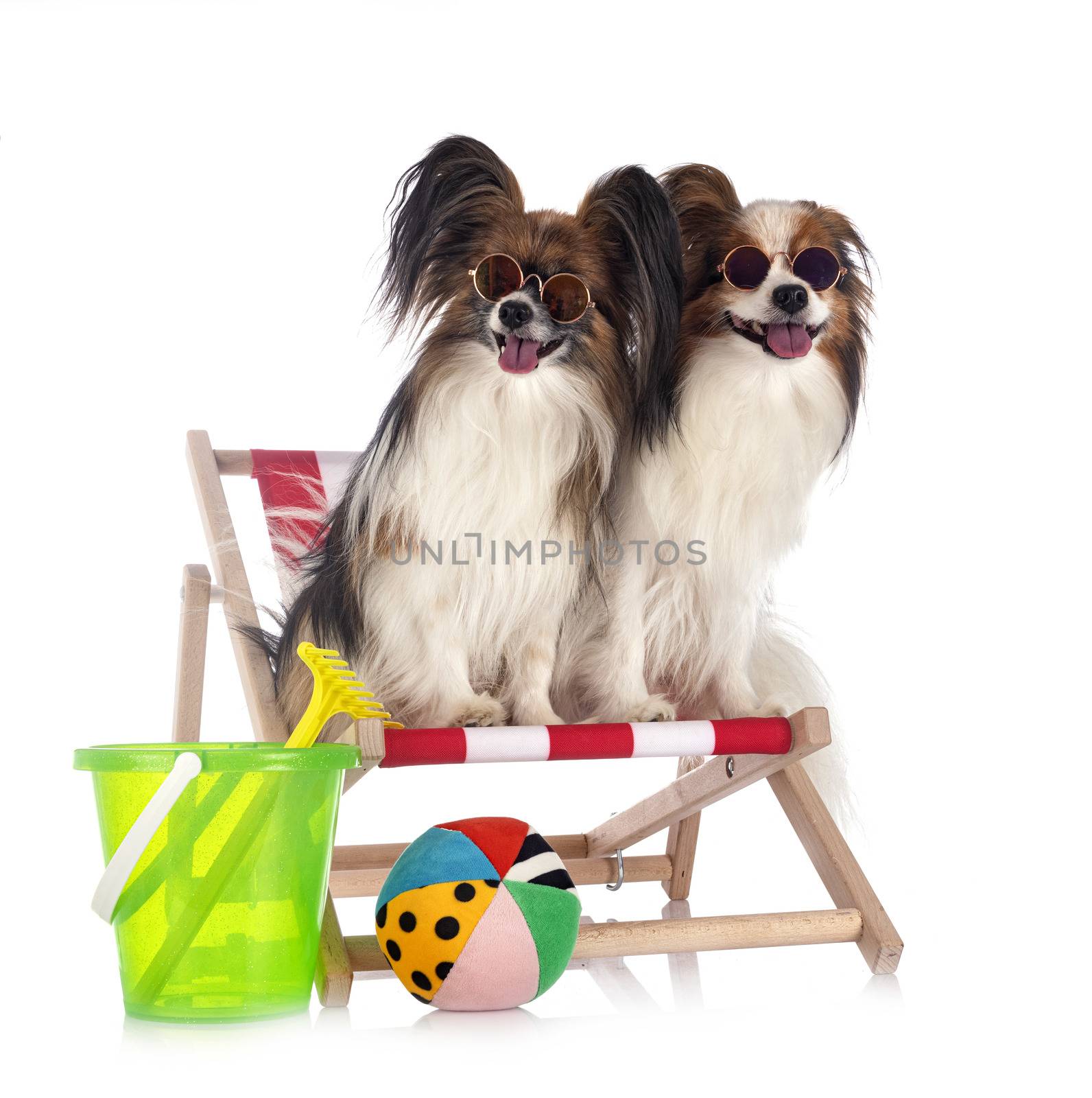 papillon dogs in studio by cynoclub