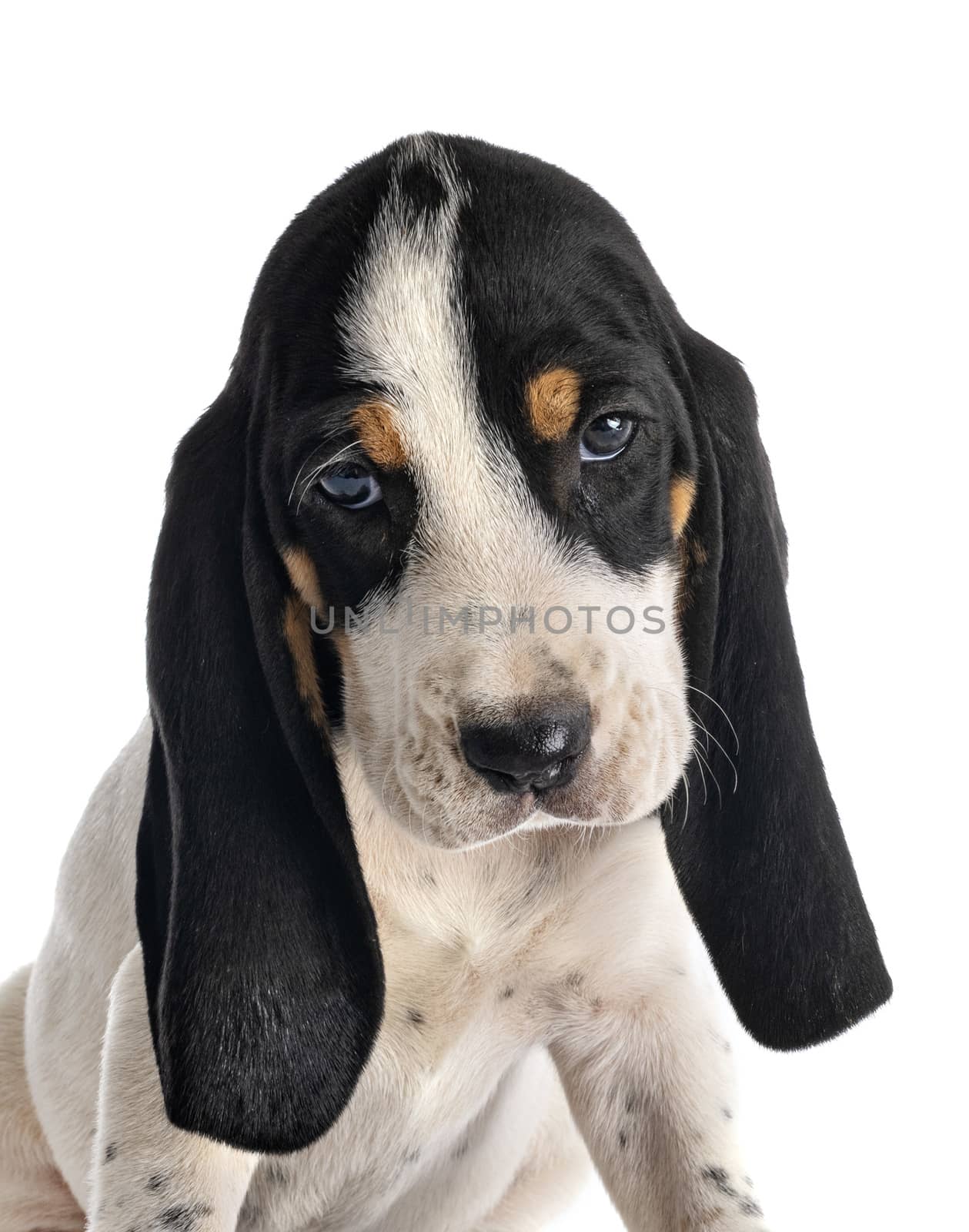 puppy bernese Schweizer Laufhund in front of white background