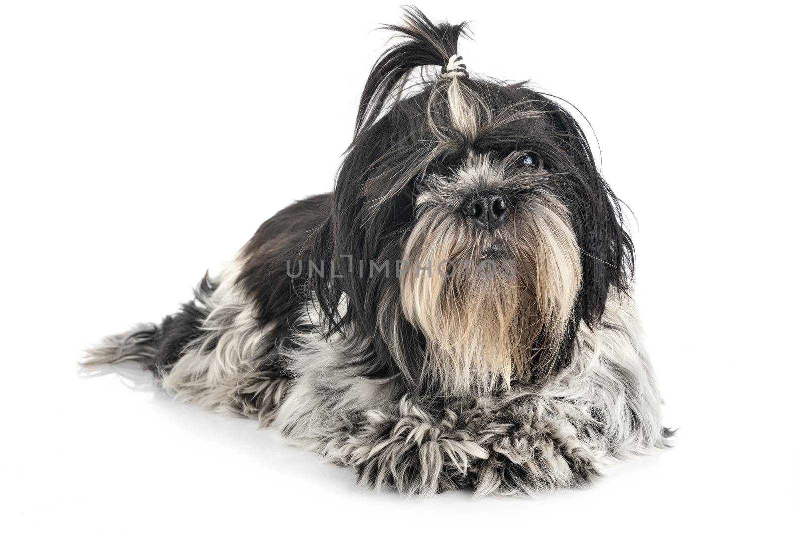 shih tzu in studio by cynoclub