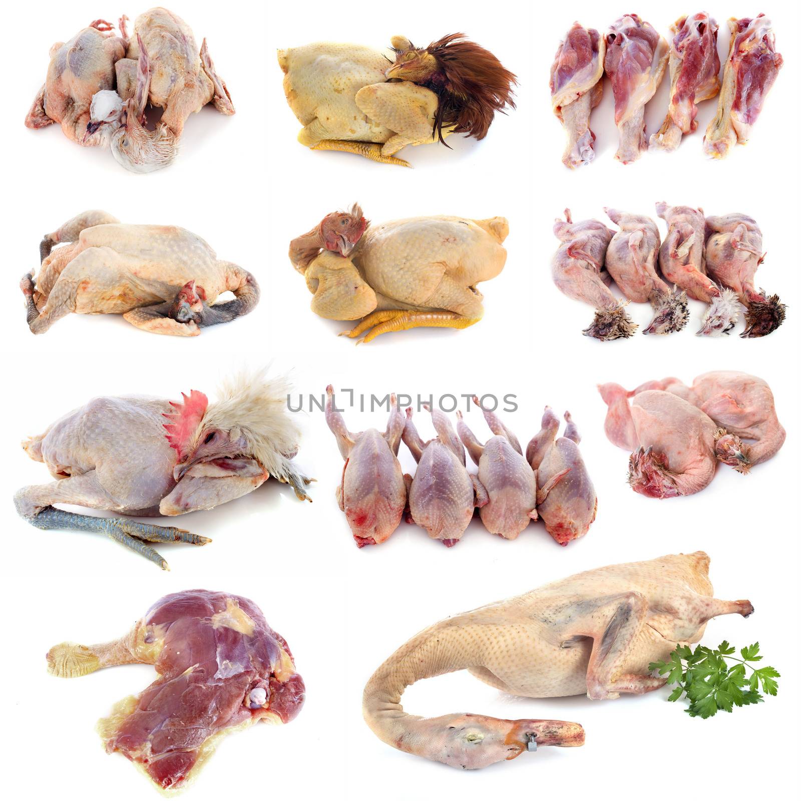 poultry meat in front of white background