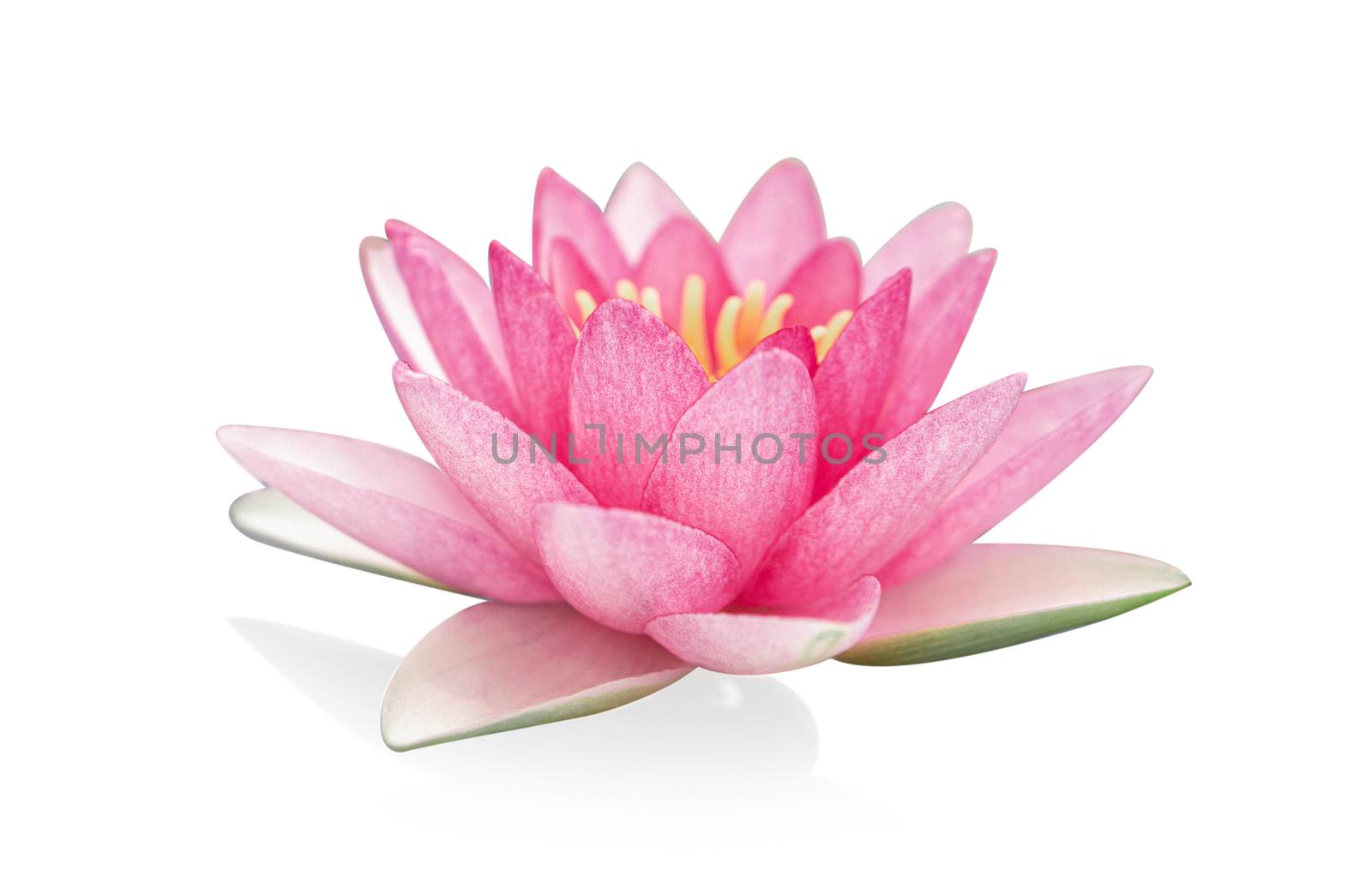 Close up pink lotus flower plant isolated on white background by pt.pongsak@gmail.com