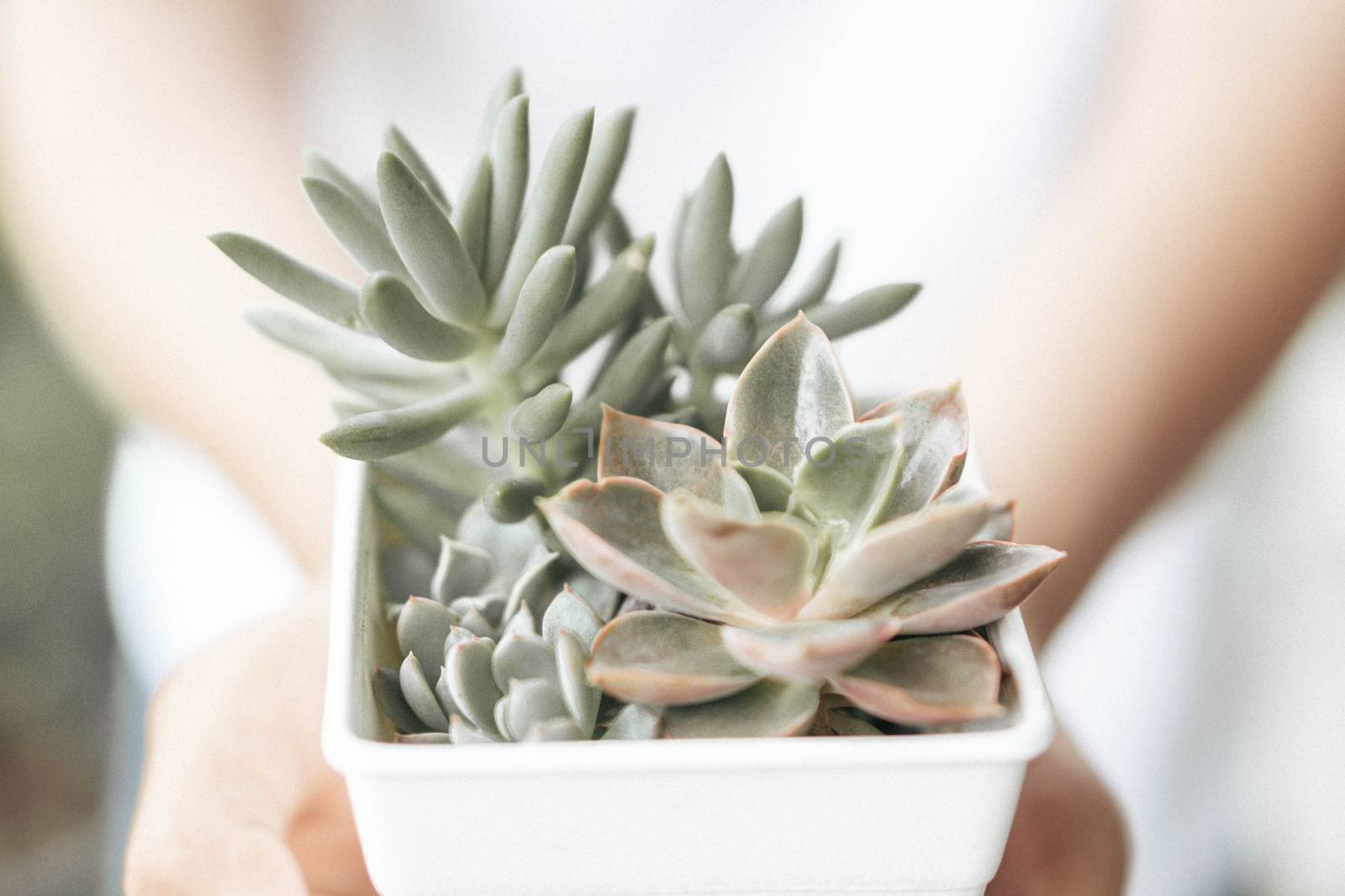 Woman hand holding fresh succulent plant in pot for decoration with vintage tone, selective focus