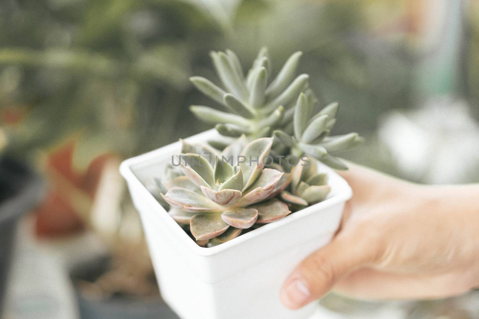 Woman hand holding fresh succulent plant in pot for decoration w by pt.pongsak@gmail.com