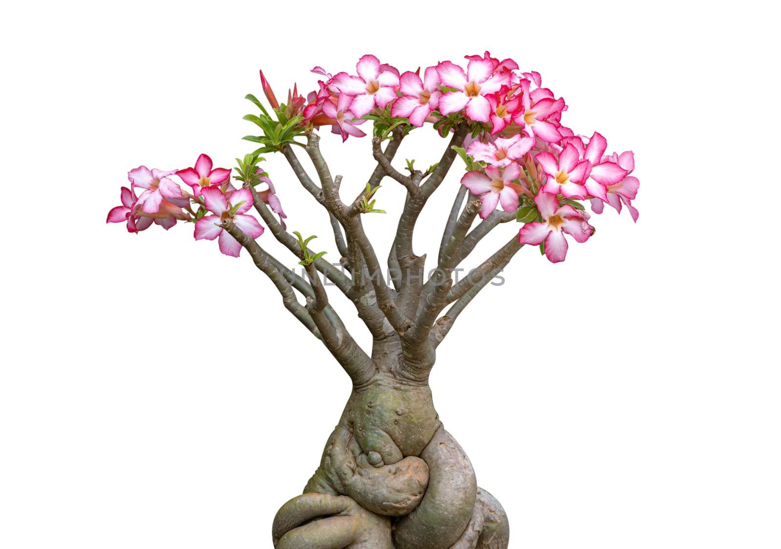 Pink flower Adenium Obesum plant with green leaves in pot isolat by pt.pongsak@gmail.com