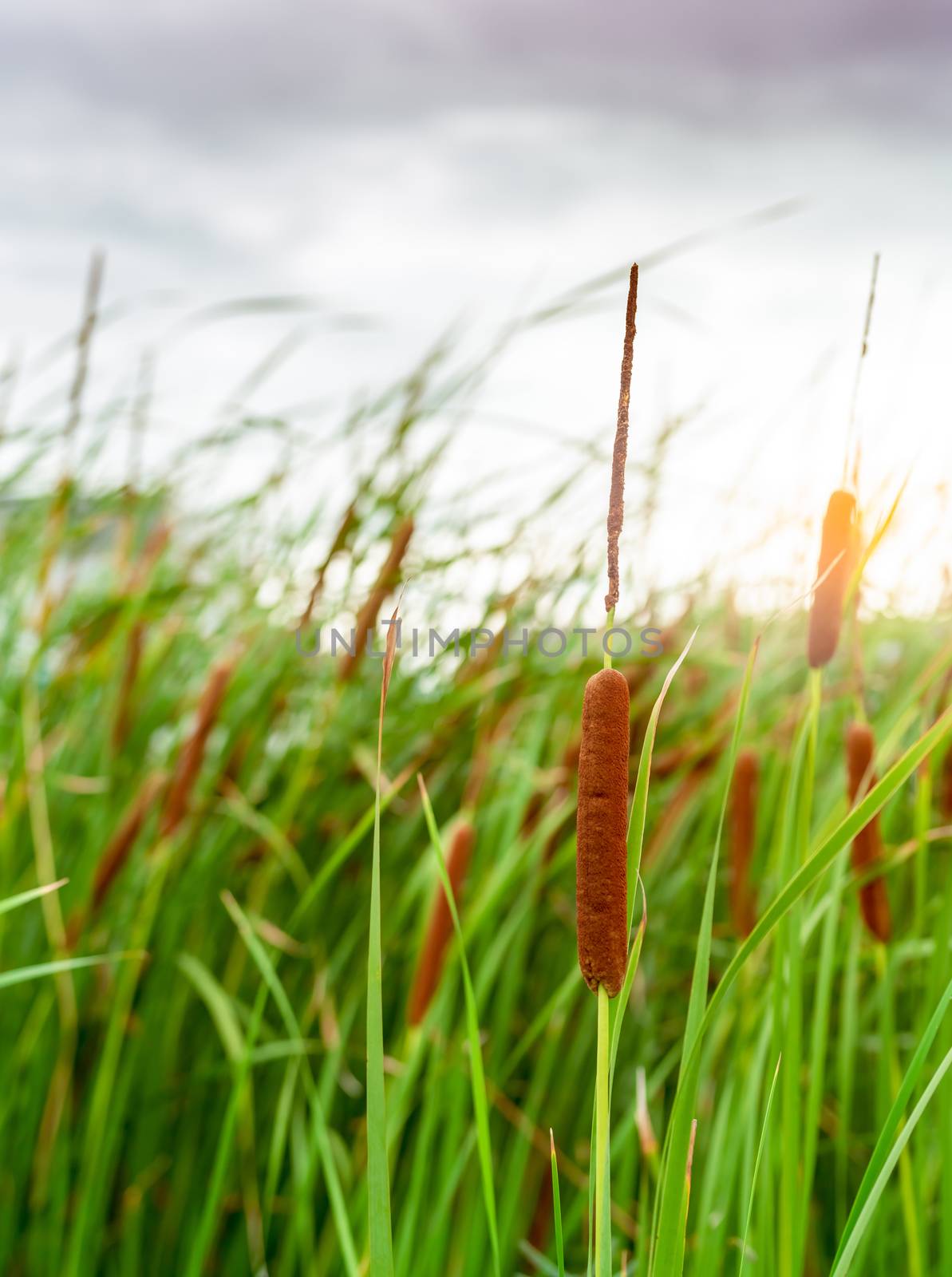 Brown grass flower with green leaves. Grass flower field with morning sunlight. Typha angustifolia field. Cattails on blurred grass field. The stalks are topped with brown, fluffy, sausage-shaped.