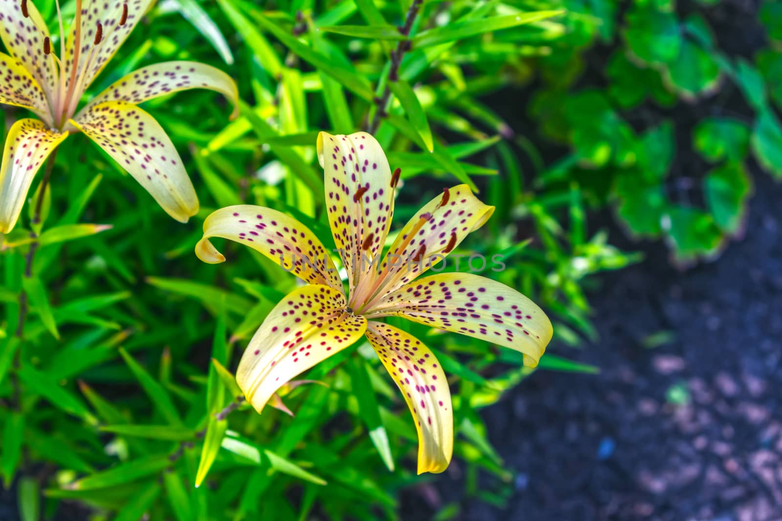 Yellow lilies blooming in the summer flower garden