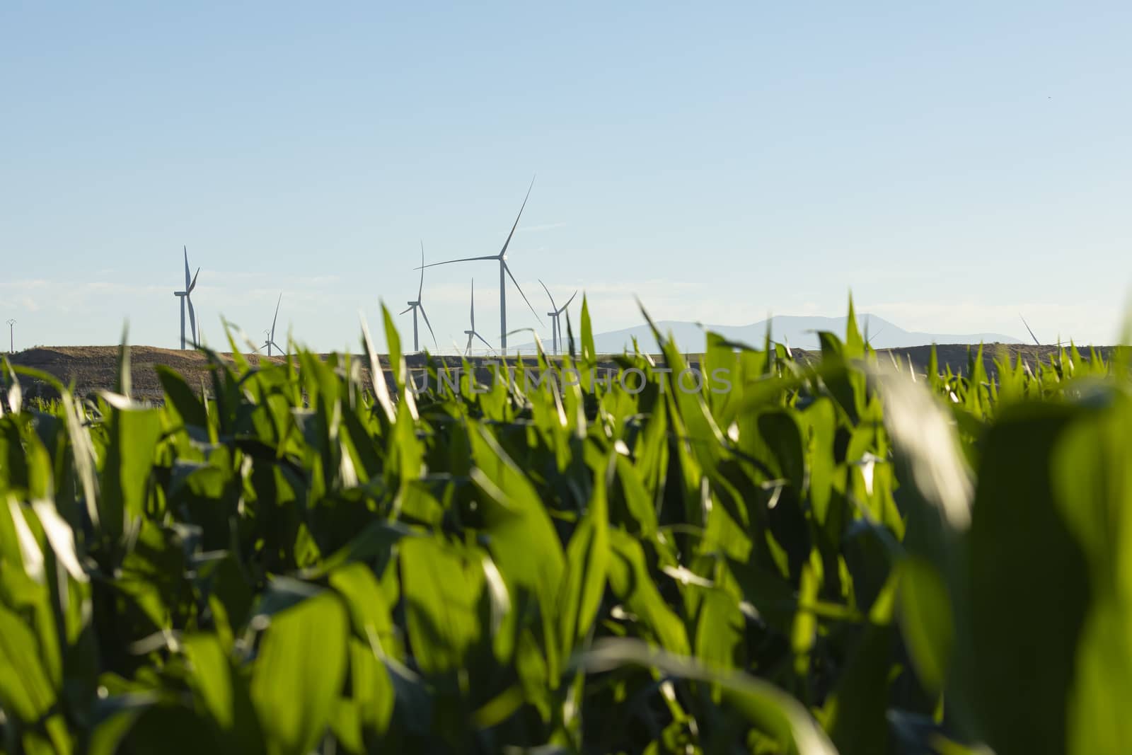 New wind turbines, recently installed in the municipal area of the town of Gallur, rotate with the wind over the corn fields in summer, community of Aragon, Spain.