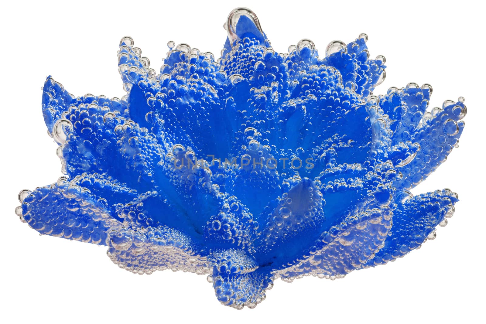 phantom blue chrysanthemum coverd by air bubbles underwater on white background