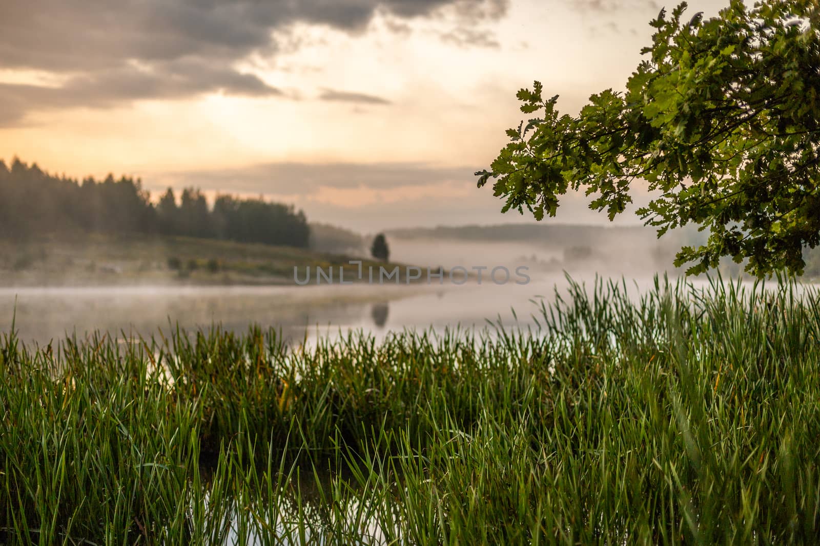 morning foggy riverside view with oak tree, reedmace grass and selective focus with shallow depth of field in muted color gamma.
