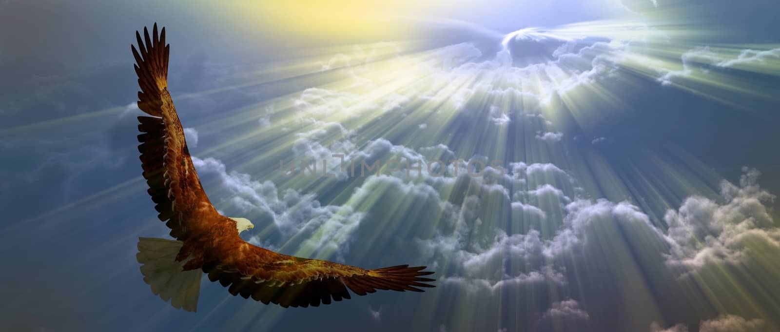 Eagle in flight above the clouds