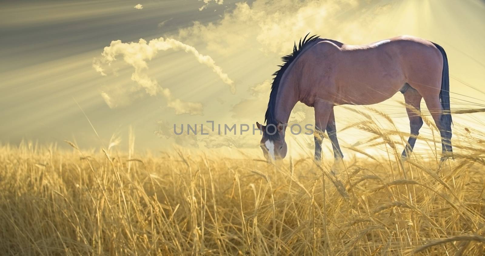 Horse grazing in the field by applesstock