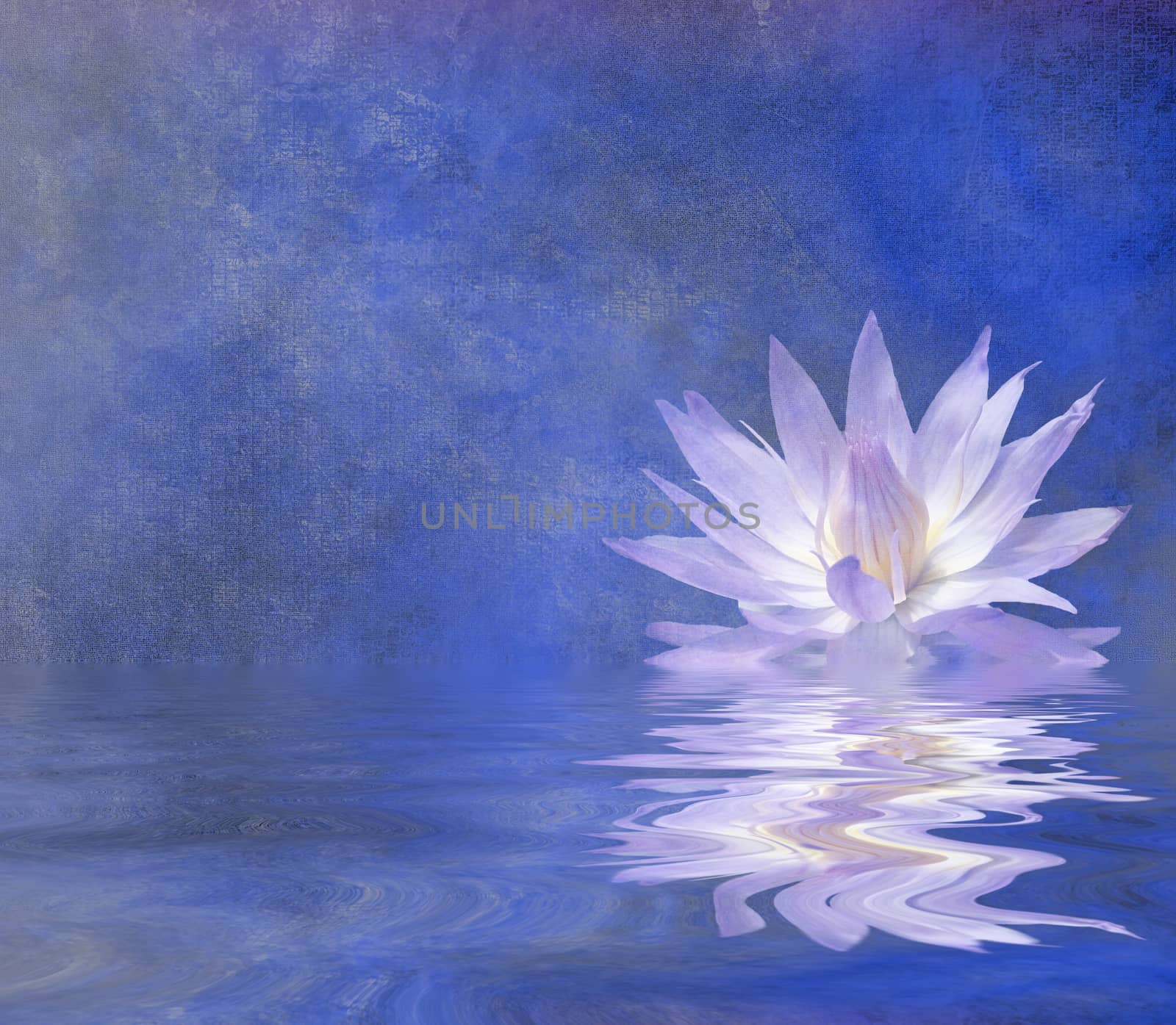Lotus Blossom Textured Background.