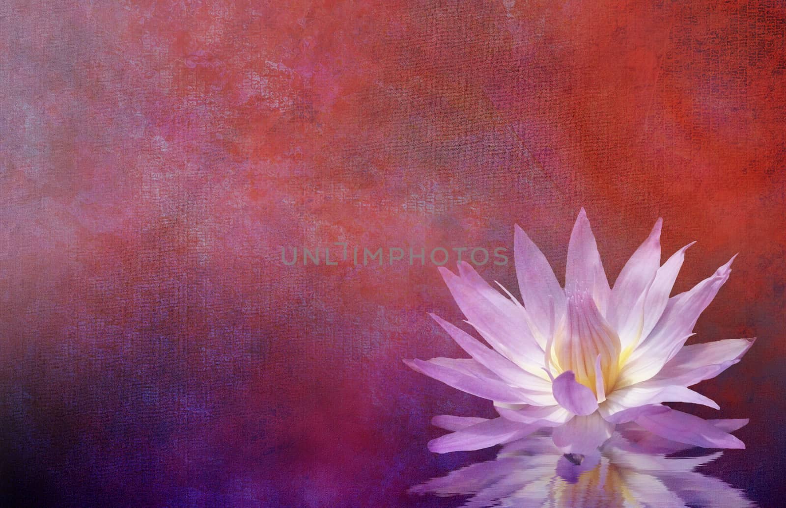 Lotus Blossom. Textured Background and Water Reflections