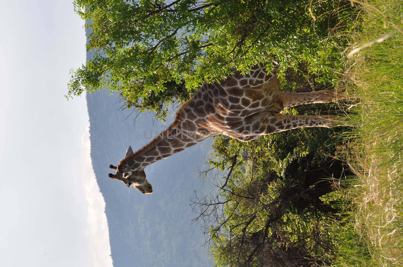 Giraffe looks out from the trees in the bush with mountains in the background