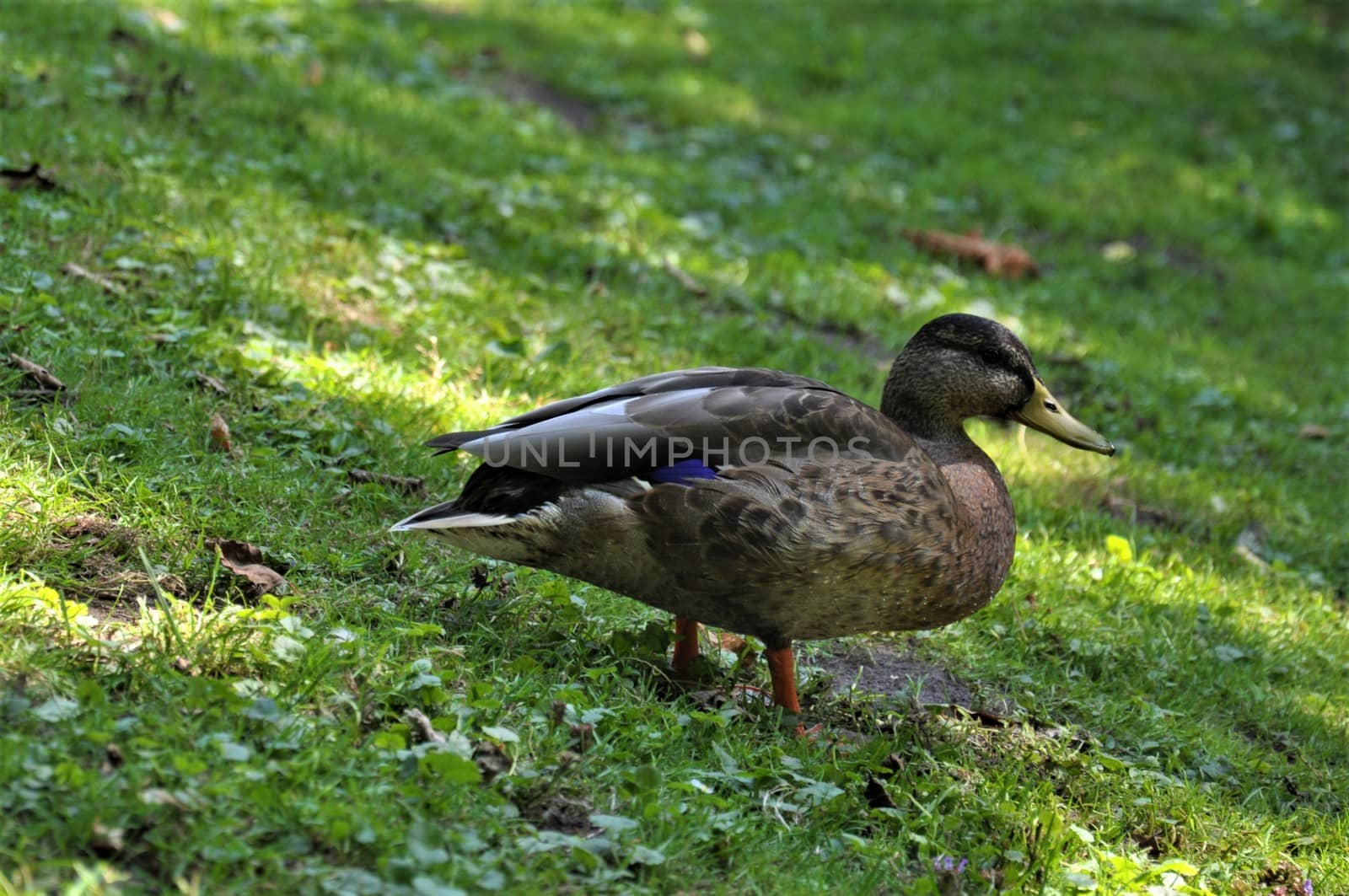 A female mallard standing in the grass besides a lake