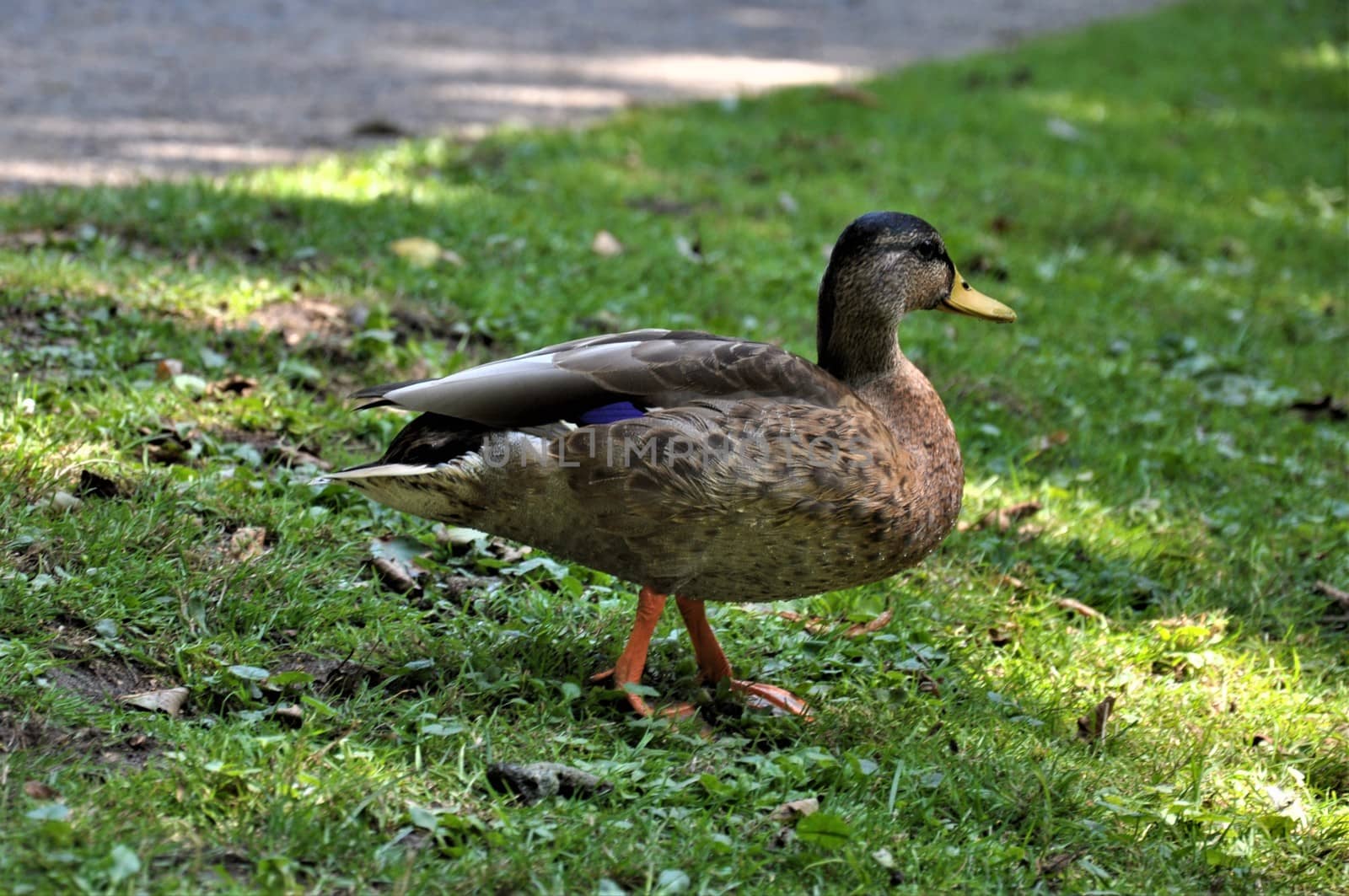 A female mallard standing in the grass besides a lake