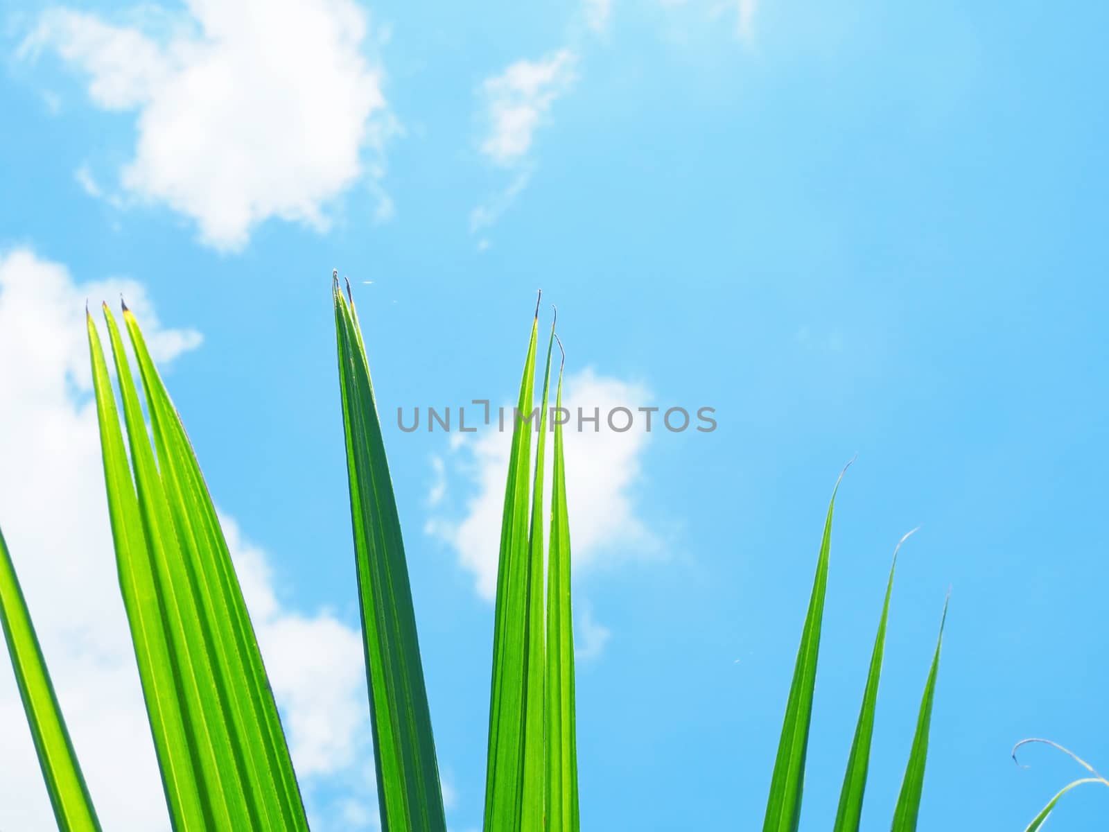 Green leaves and blue sky.