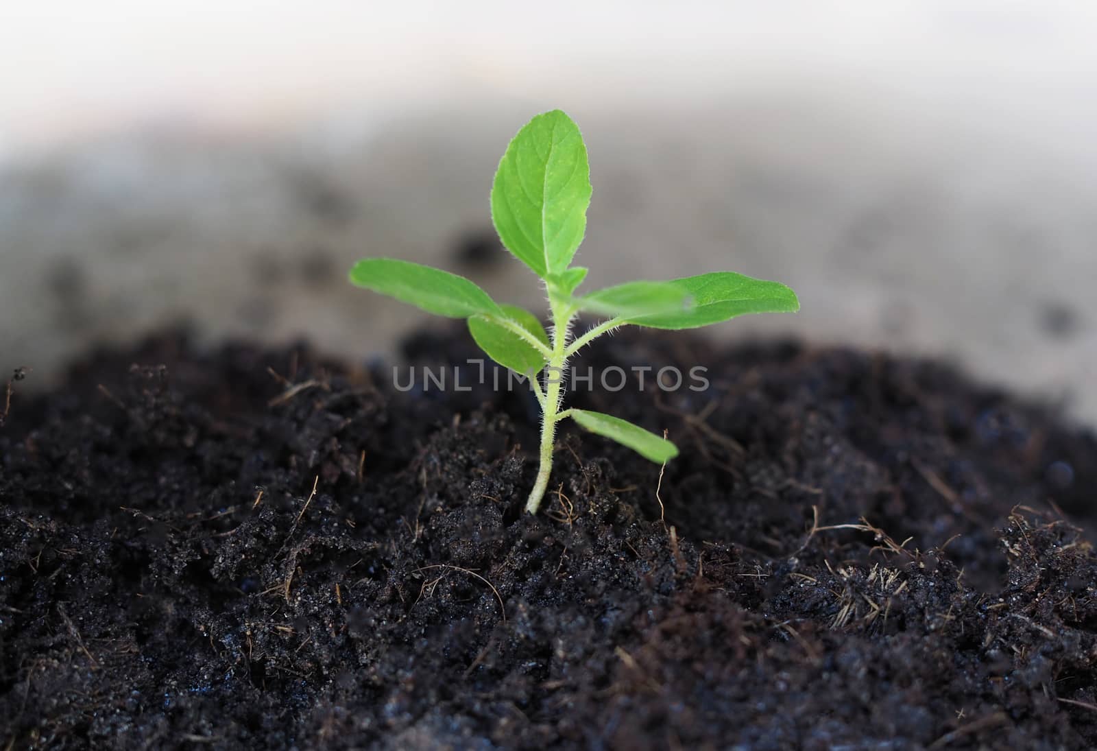 Small trees are growing on black soil on a blurred background.