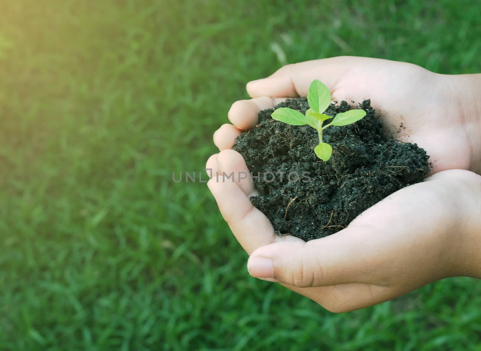 Human hand holds the small tree growing in the soil.