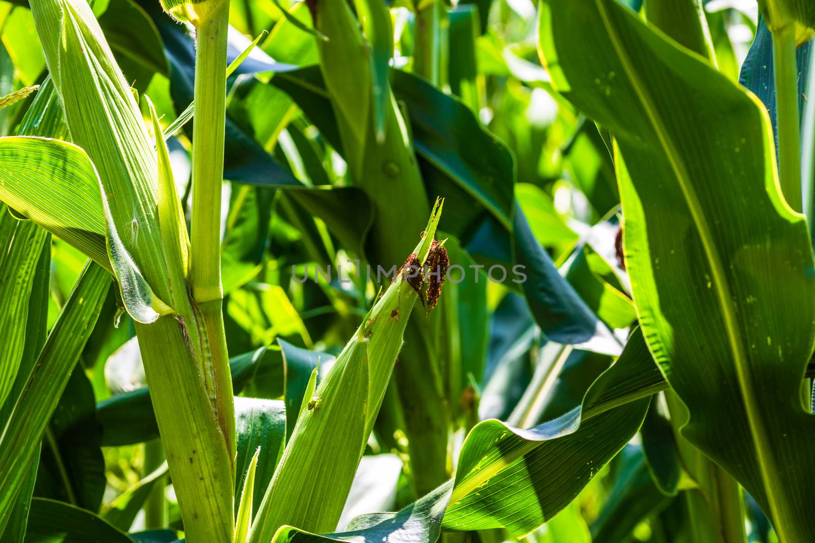 Sun lights over a green corn field growing, detail of green corn on agricultural field. by vladispas