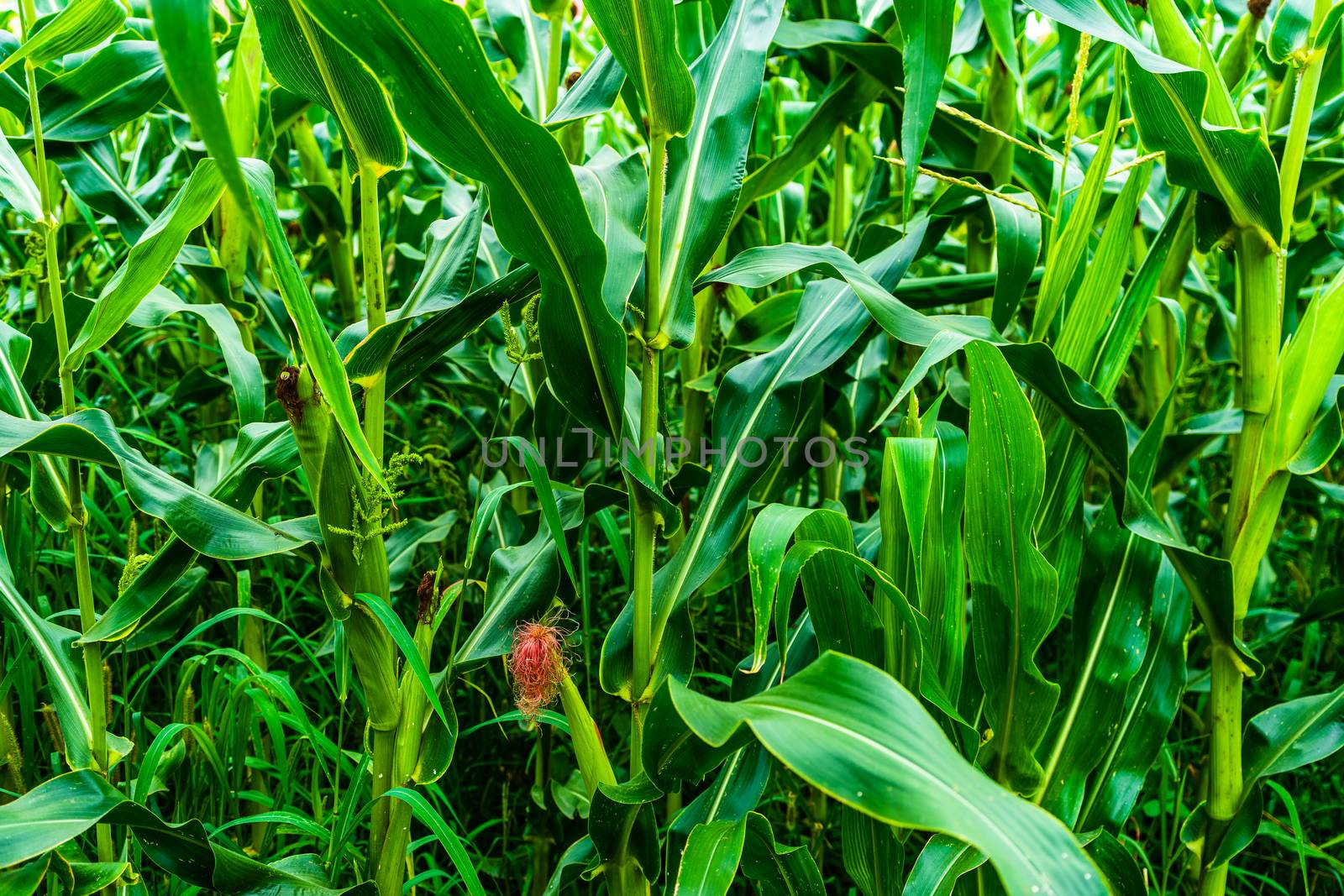 Sun lights over a green corn field growing, detail of green corn on agricultural field. by vladispas