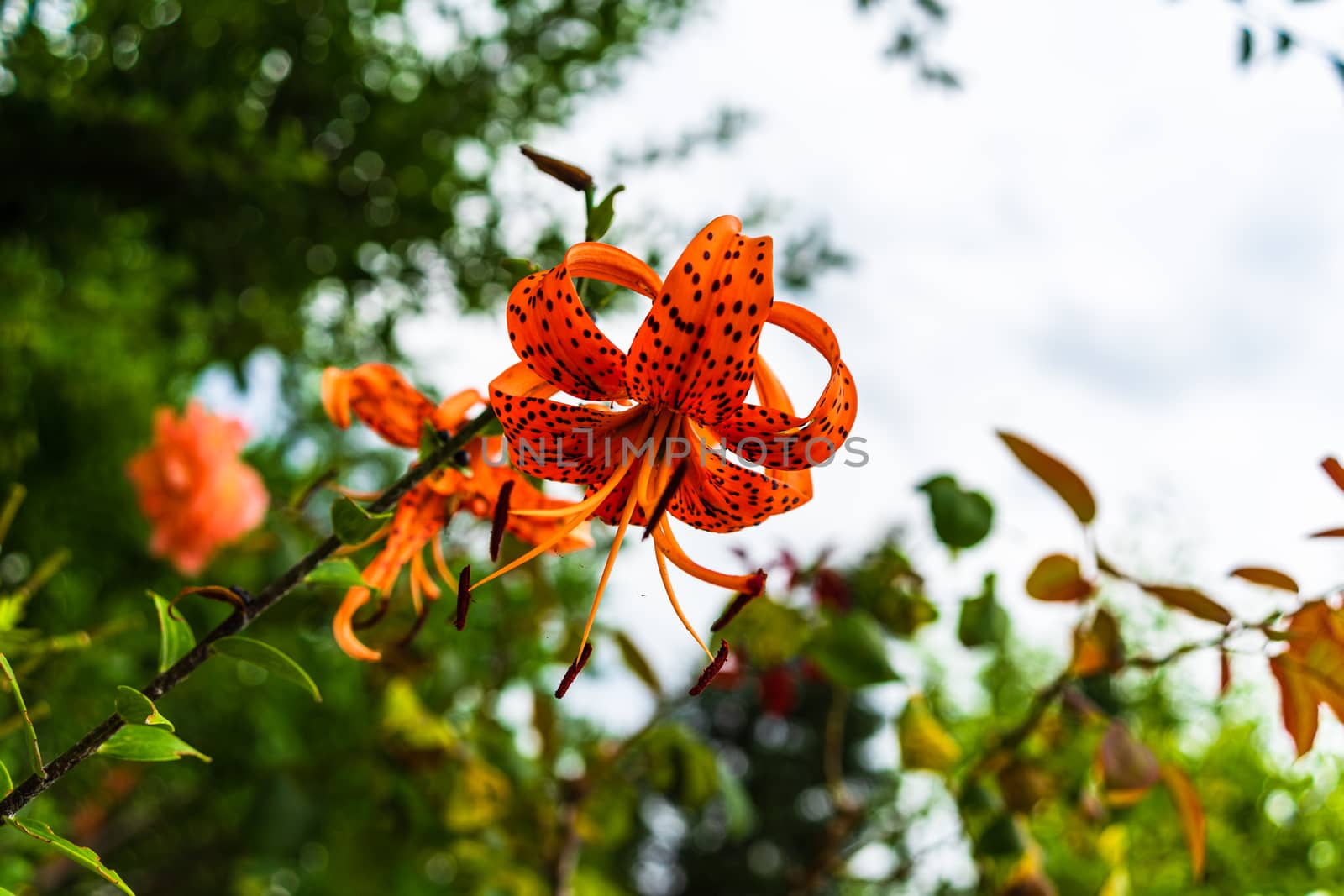 Orange spotted lily (Tiger lily) with green flower buds in the g by vladispas