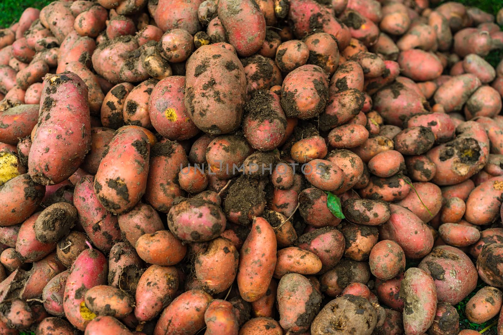 Fresh organic and dirty potatoes. Close up of harvested drought  by vladispas