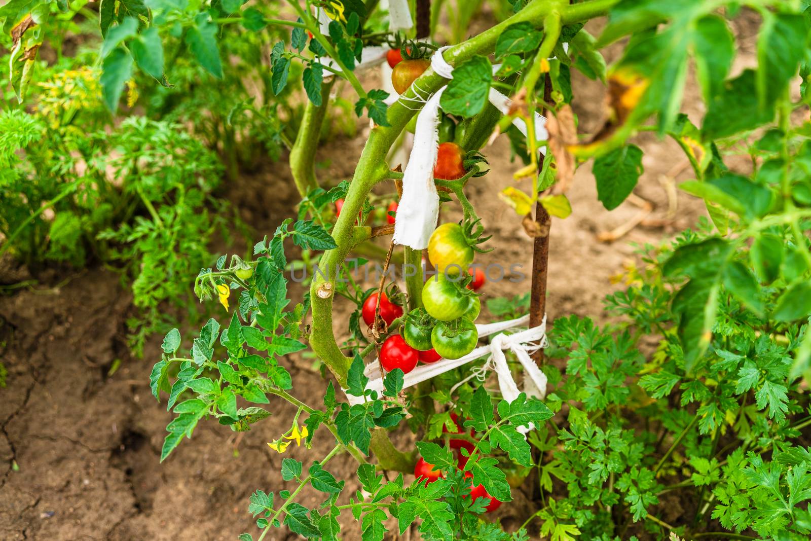 Unripe and ripe cherry tomatoes growing on a branch in a garden. by vladispas