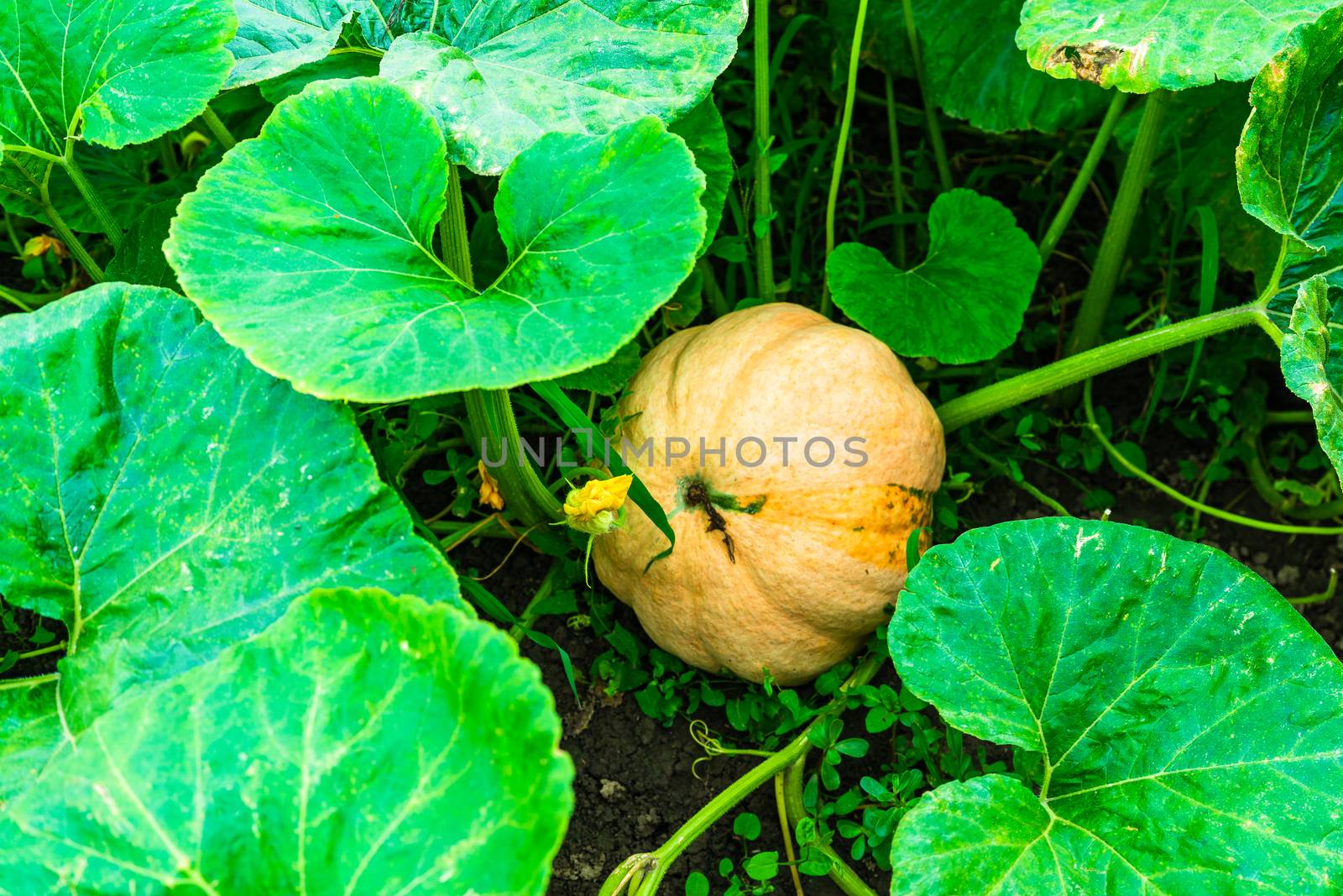 Close up of pumpkin with great tendrils growing in the garden. by vladispas