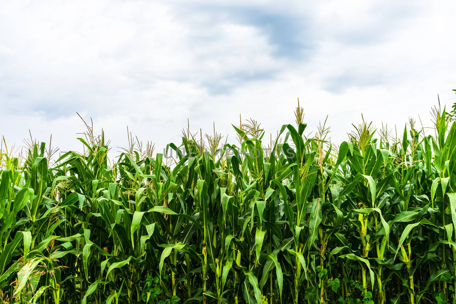 Sun lights over a green corn field growing, detail of green corn on agricultural field. by vladispas