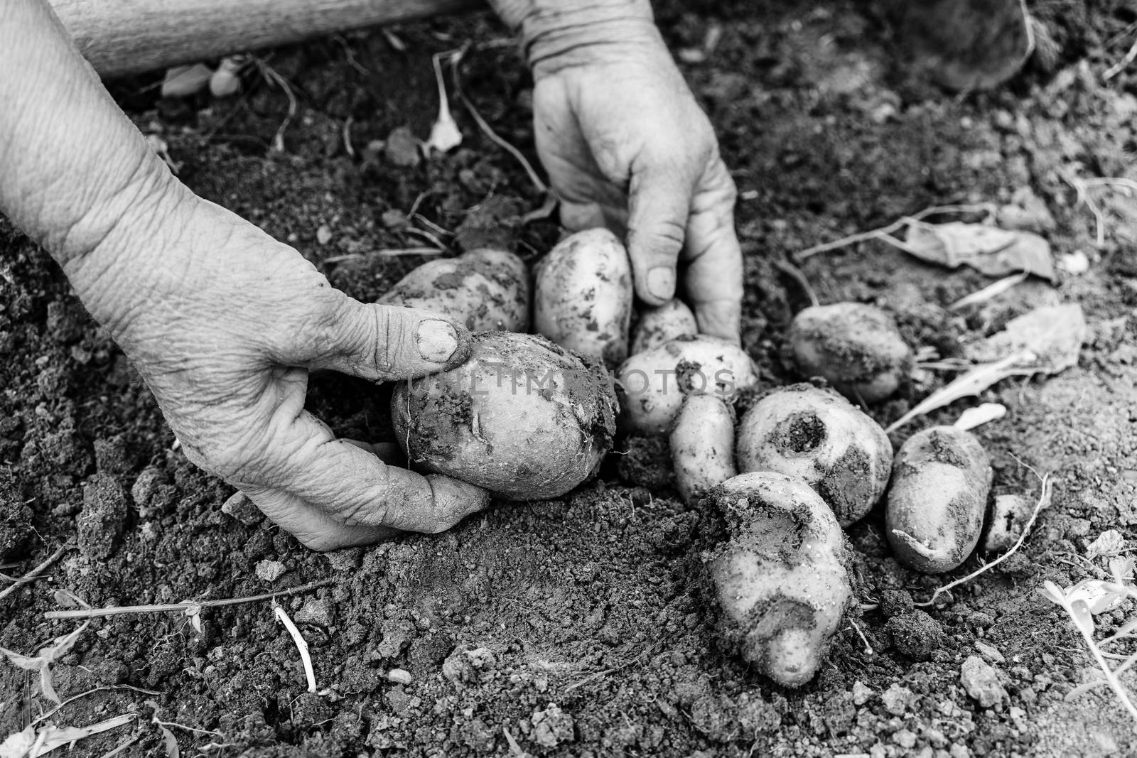 Harvesting and digging potatoes with hoe and hand in garden. Digging organic potatoes by dirty hard worked and wrinkled hand .