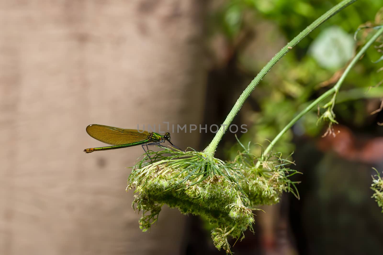 Female green Banded demoiselle damselfly, Calopteryx splendens, on green leaf in a UK garden. They are usually found near slow-flowing streams and rivers.