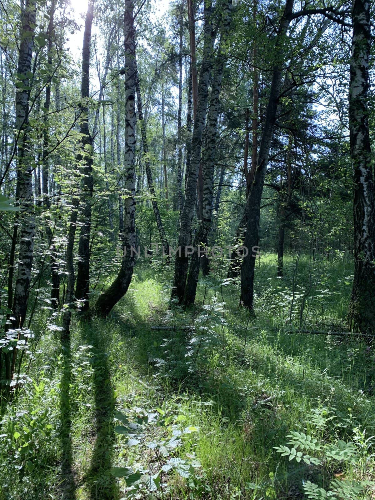 Лесной пейзаж летним днем