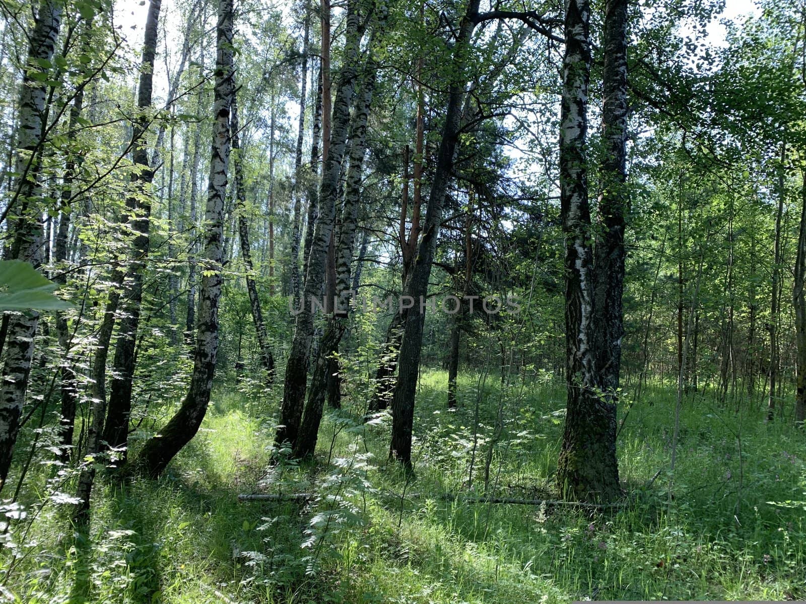 Лесной пейзаж летним днем