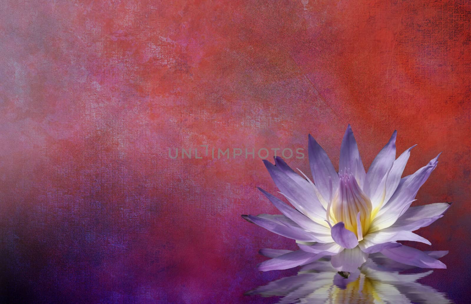 Lotus Blossom. Textured Background