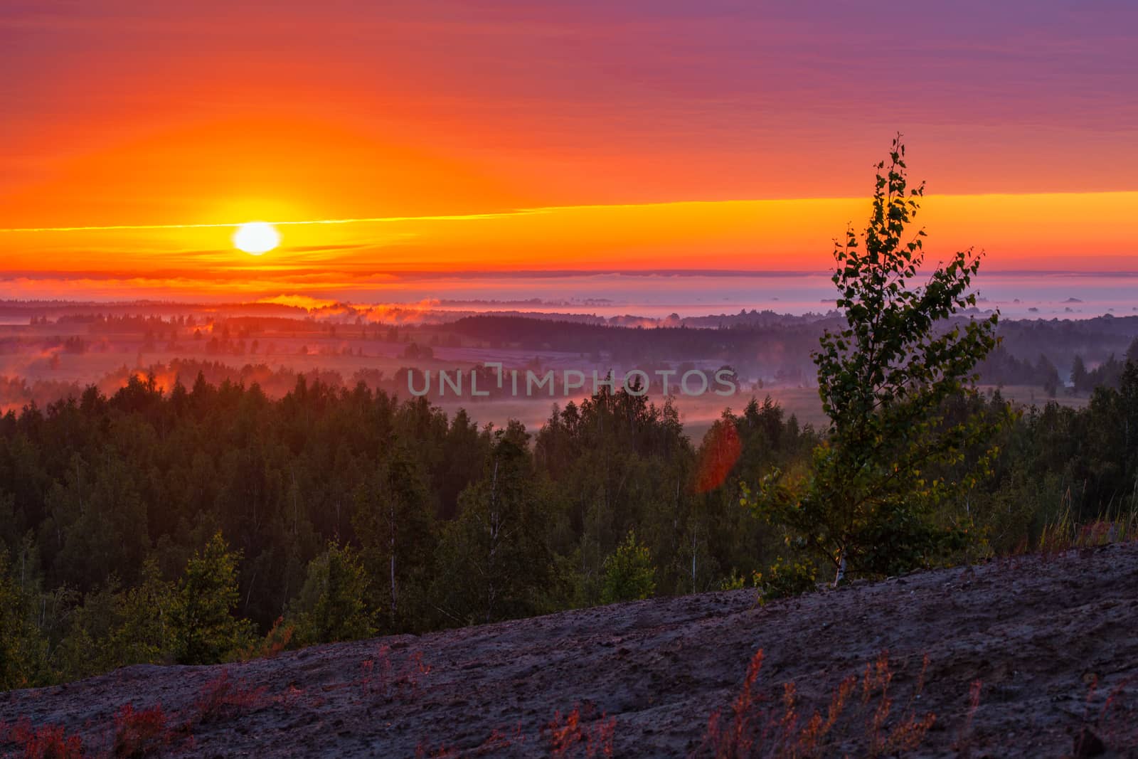 foggy flatland riverside at golden summer sunrise with lone tree on slope in foreground.
