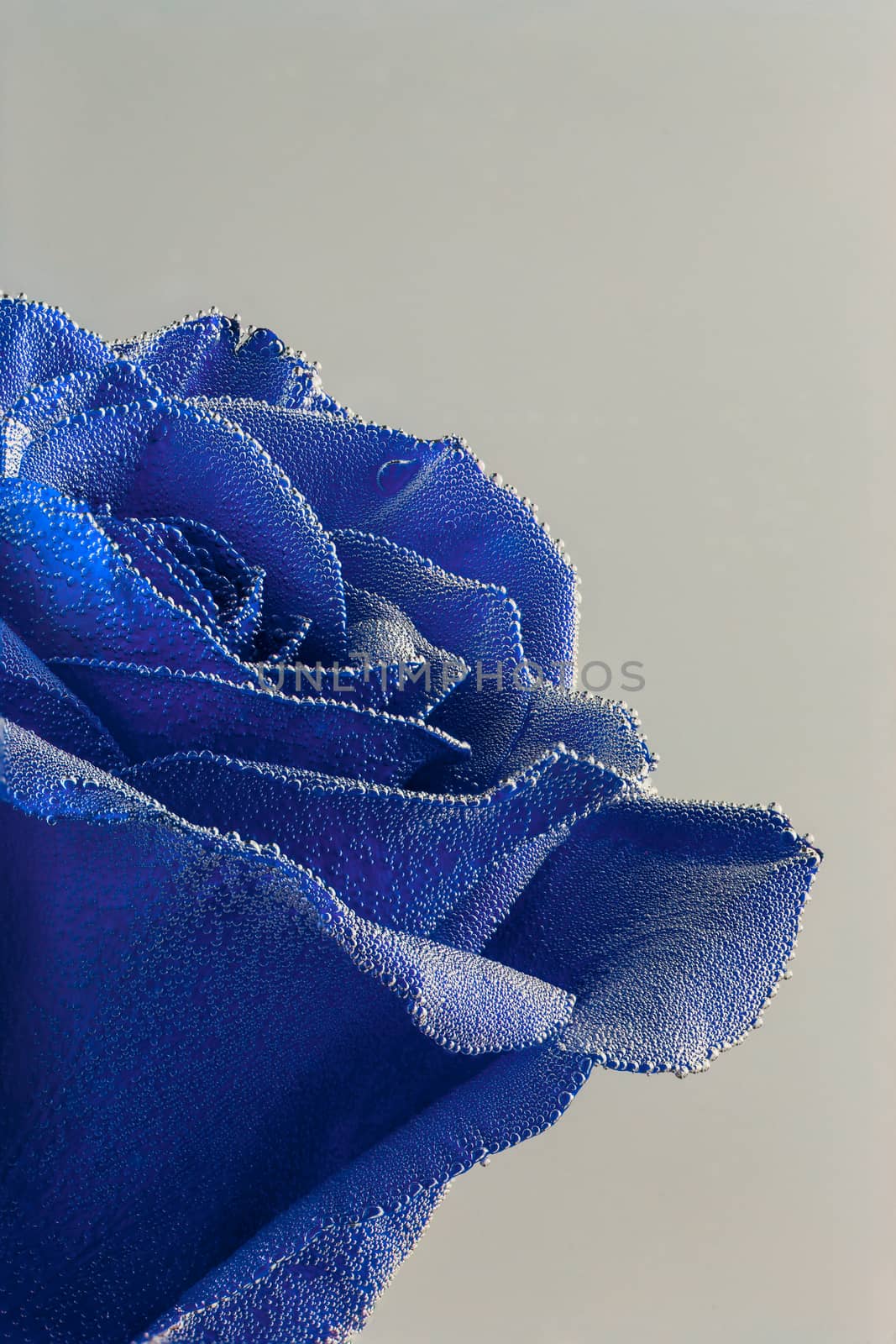 blue rose under air bubbles closeup on gray background.