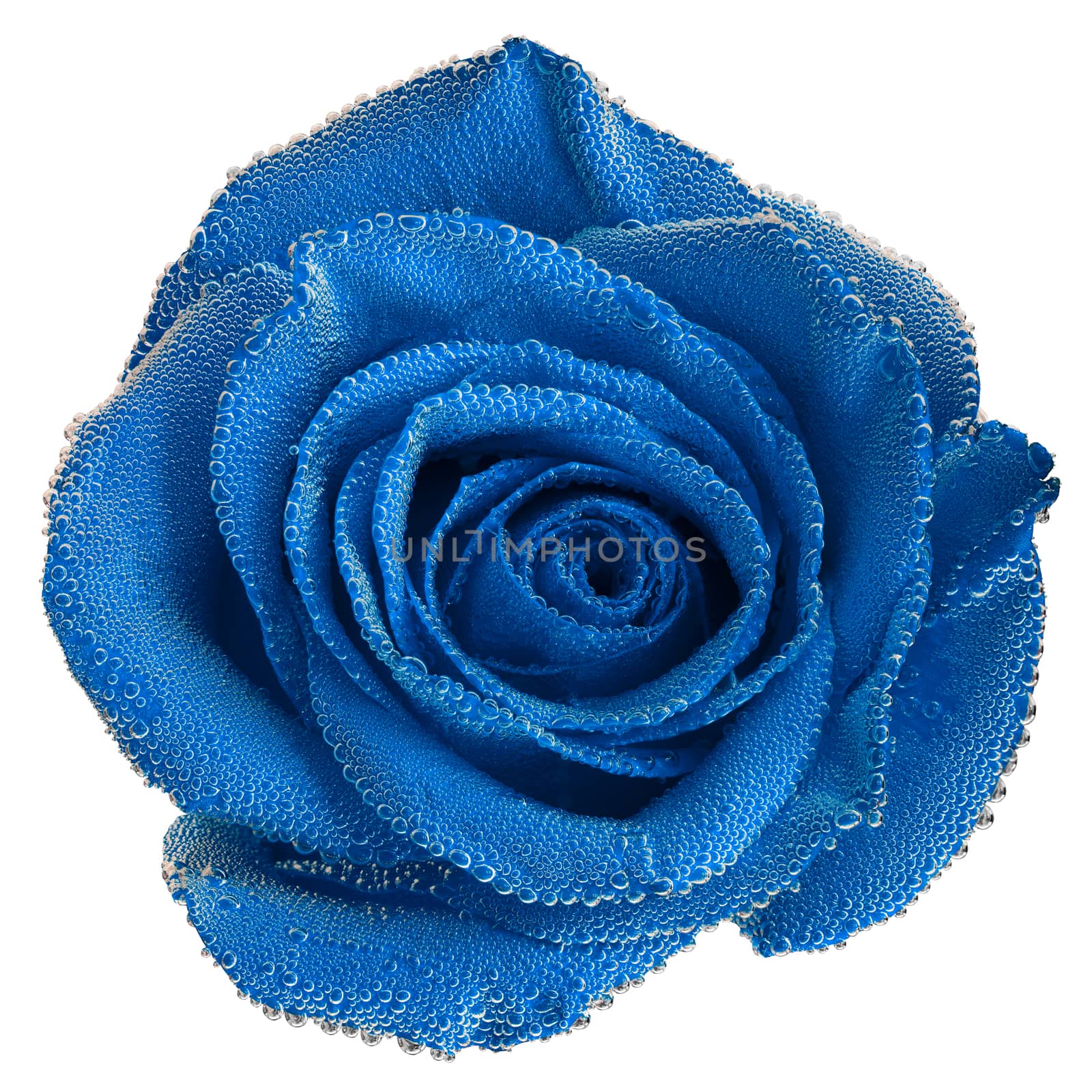 A blue rose under air bubbles close-up isolated on white background by z1b