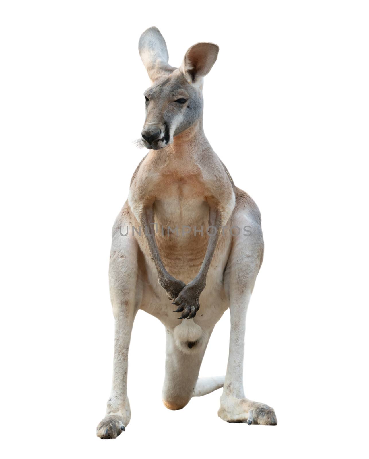 red kangaroo isolated on white background