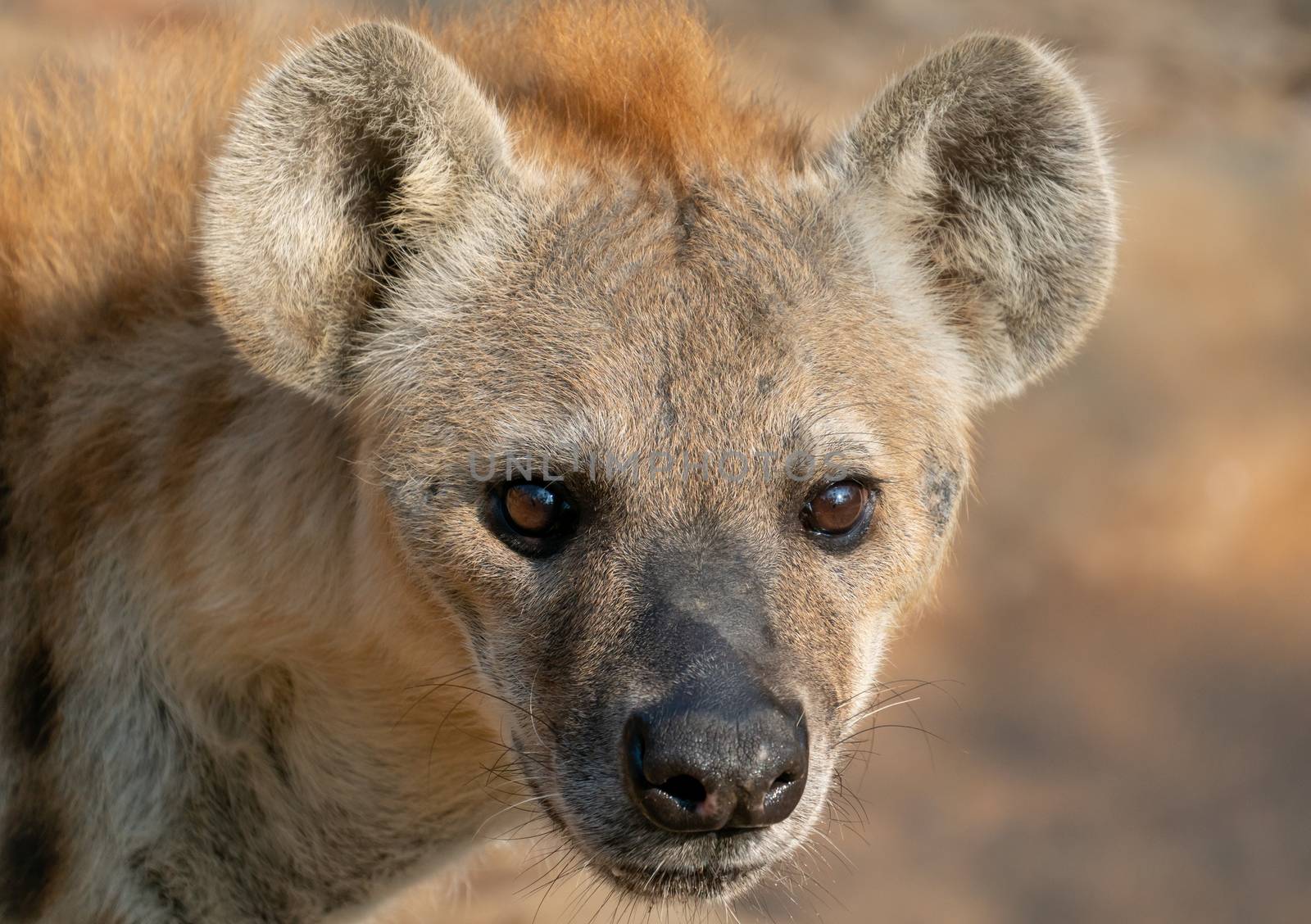 spotted hyena head close up by anankkml