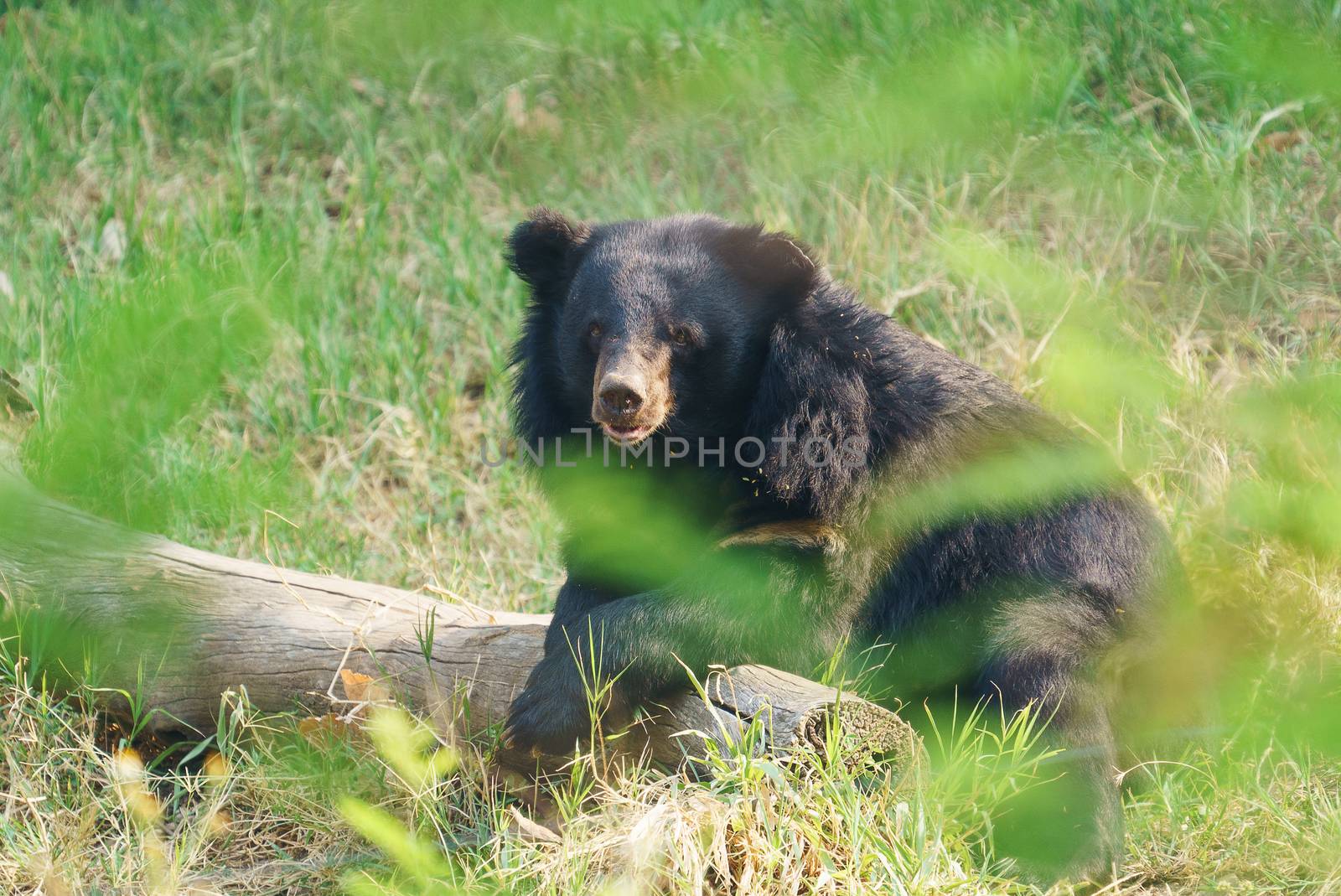asiatic black bear or moon bear