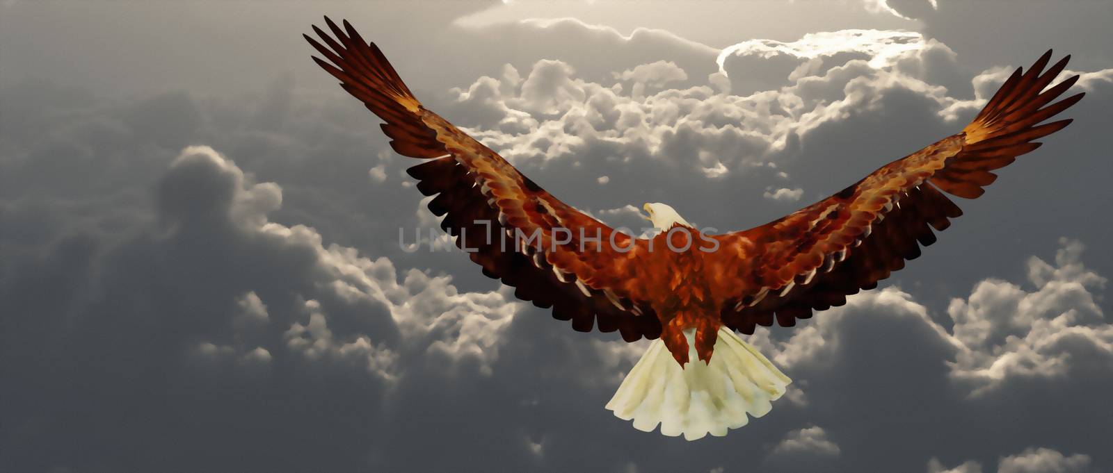 Eagle in flight above the clouds