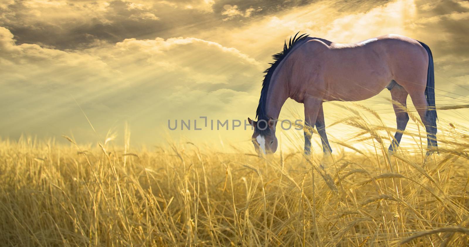 Horse grazing in field of golden wheat. Sunset or Sunrise