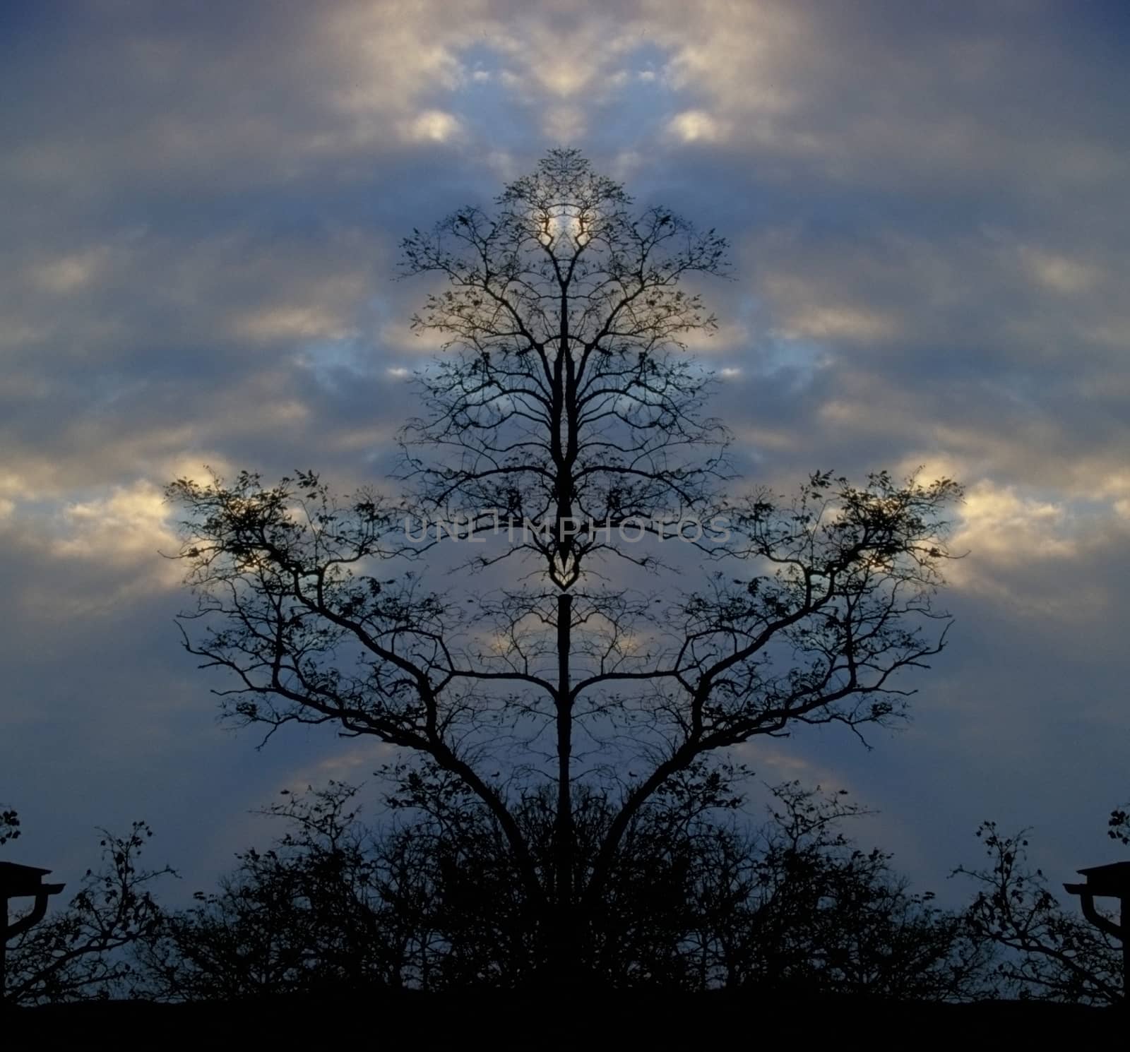 Surreal trees at the dusk. 3D rendering